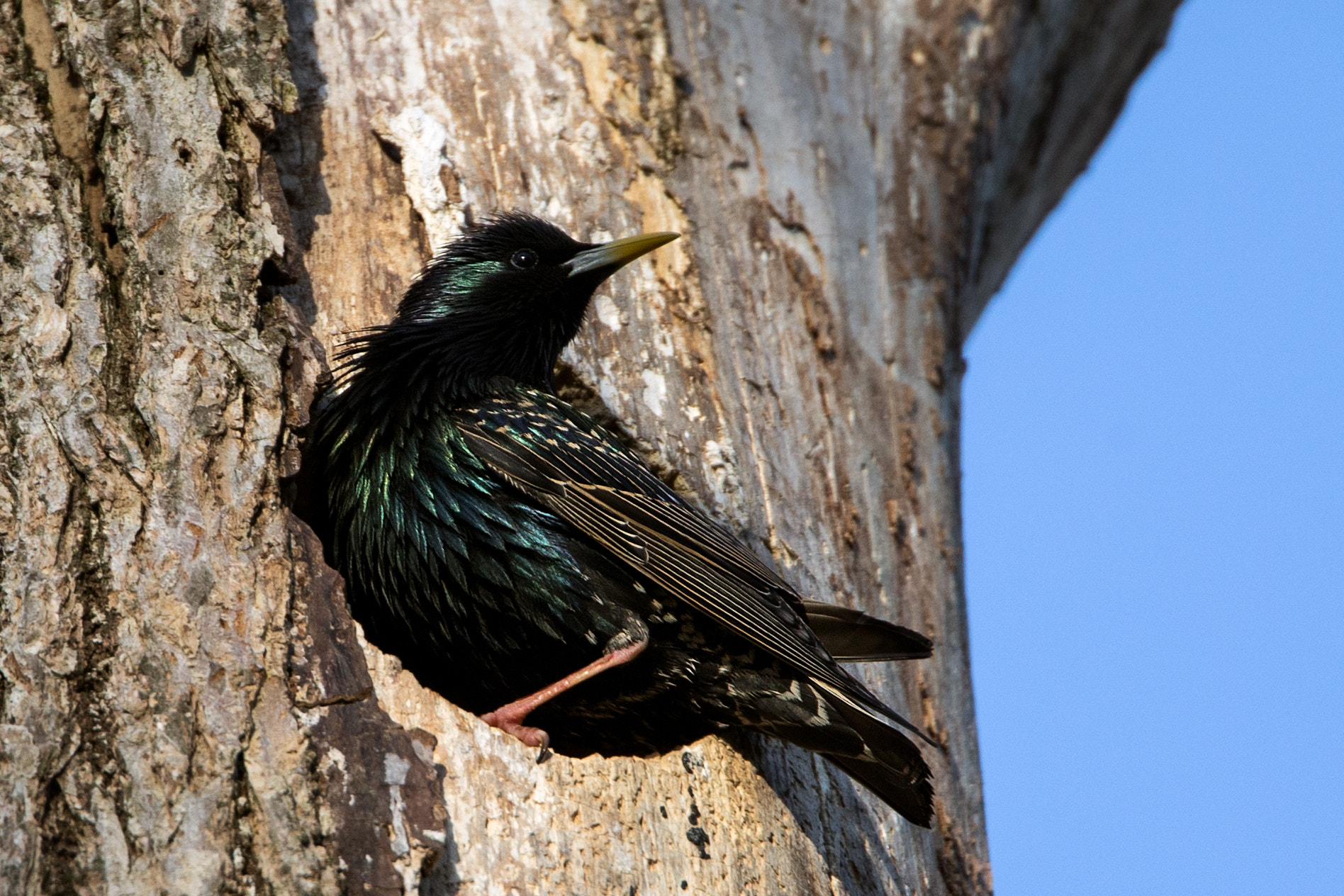 Canon EF 500mm F4L IS USM sample photo. Starling photography