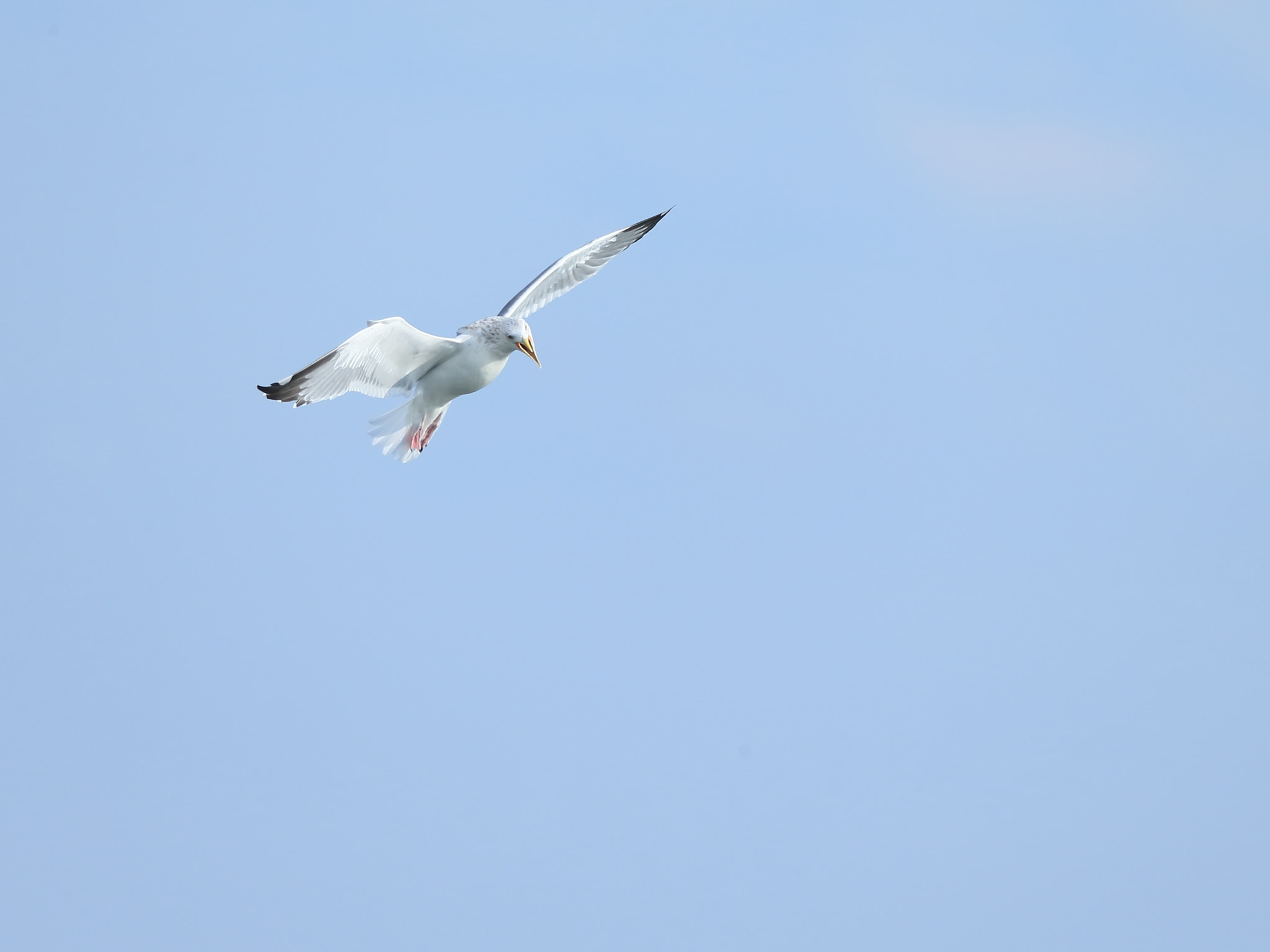 Canon EF 800mm F5.6L IS USM sample photo. カモメ 牽制の− photography
