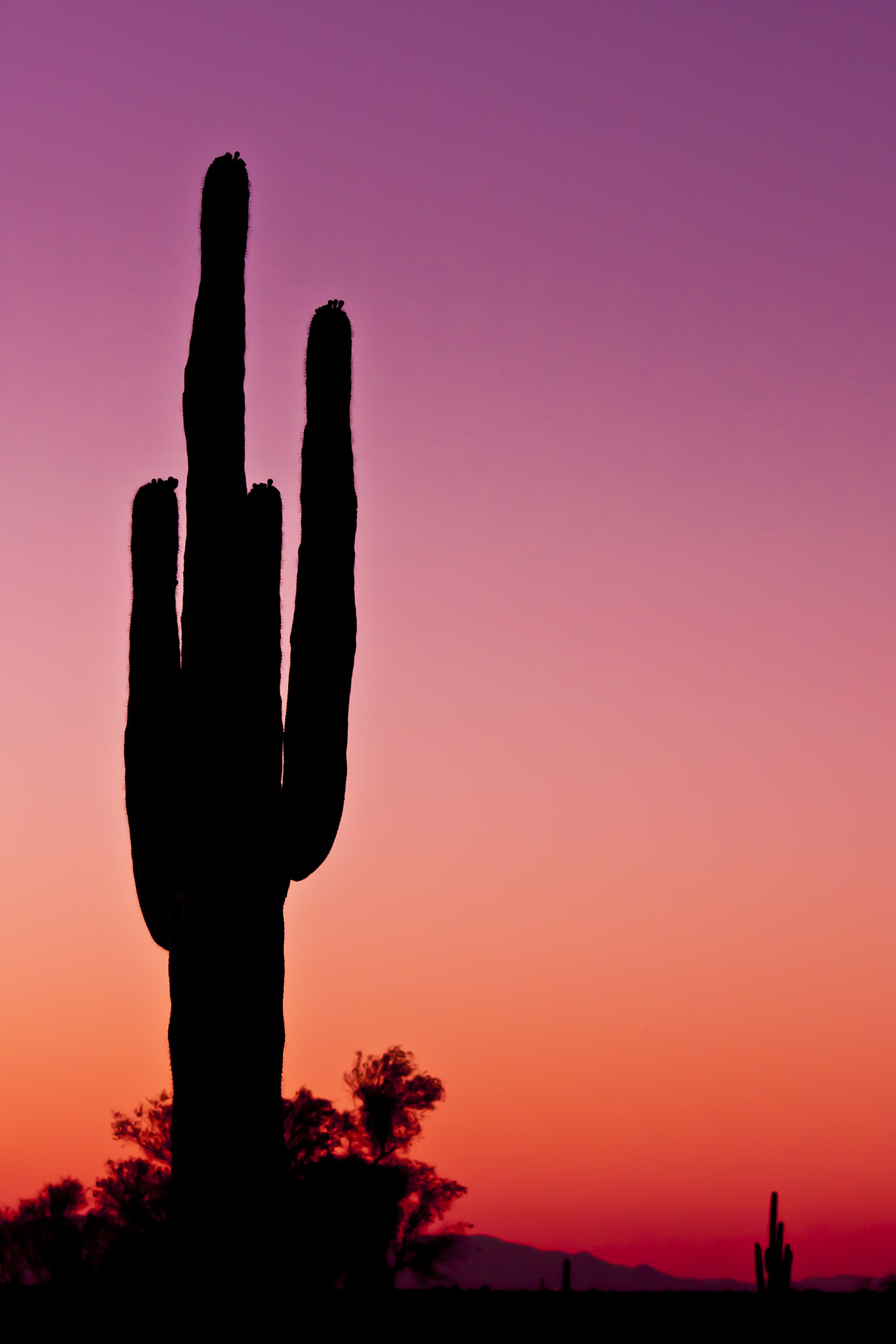 Canon EOS 40D sample photo. Tall cactus at sunset photography