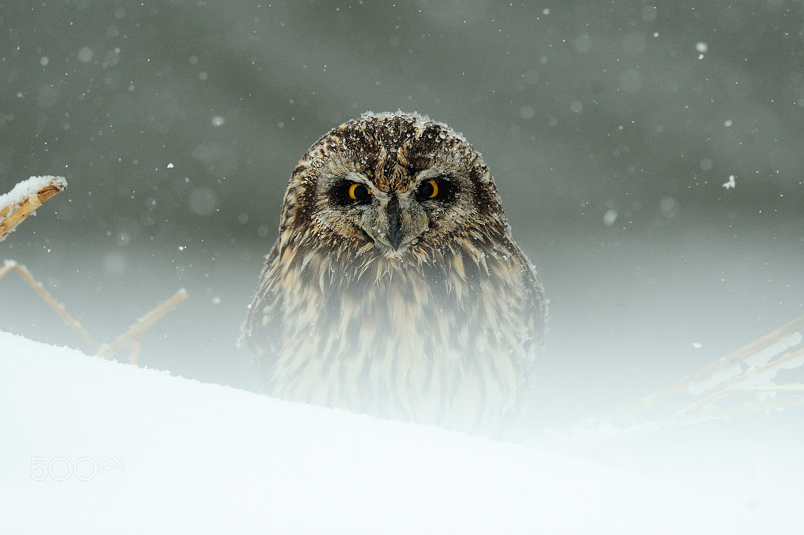Nikon D3S + Nikon AF-S Nikkor 600mm F4G ED VR sample photo. An imposing presence photography