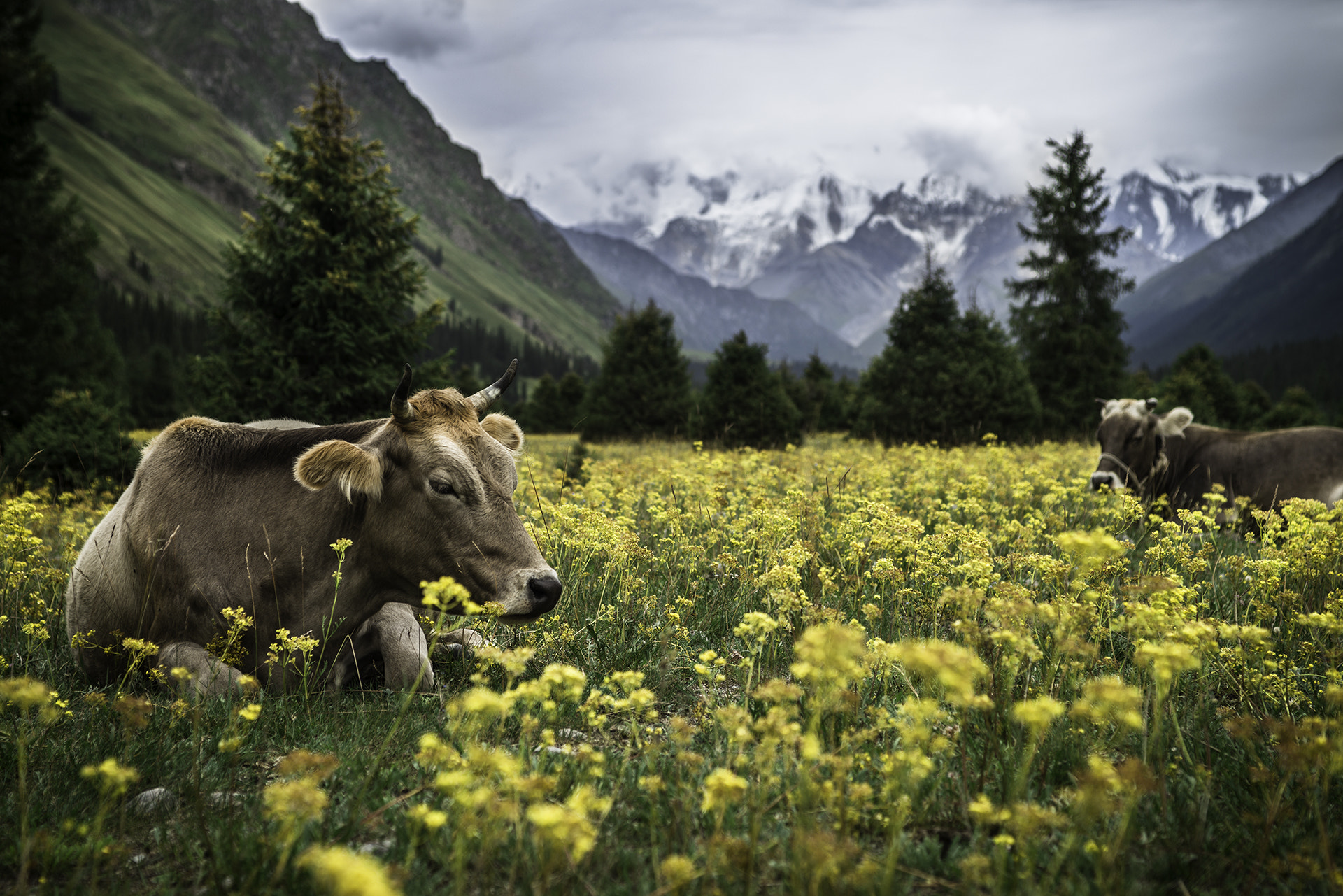 Sigma 24-70mm F2.8 EX DG Macro sample photo. 琼库什台 photography