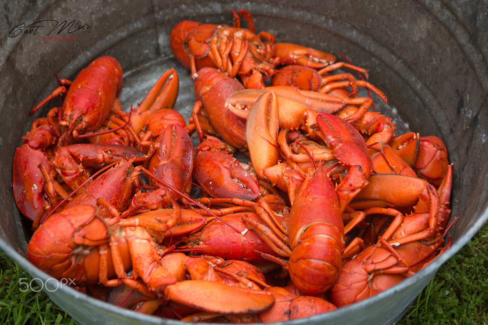 Sigma 18-50mm f/2.8 Macro sample photo. Lobster pot photography