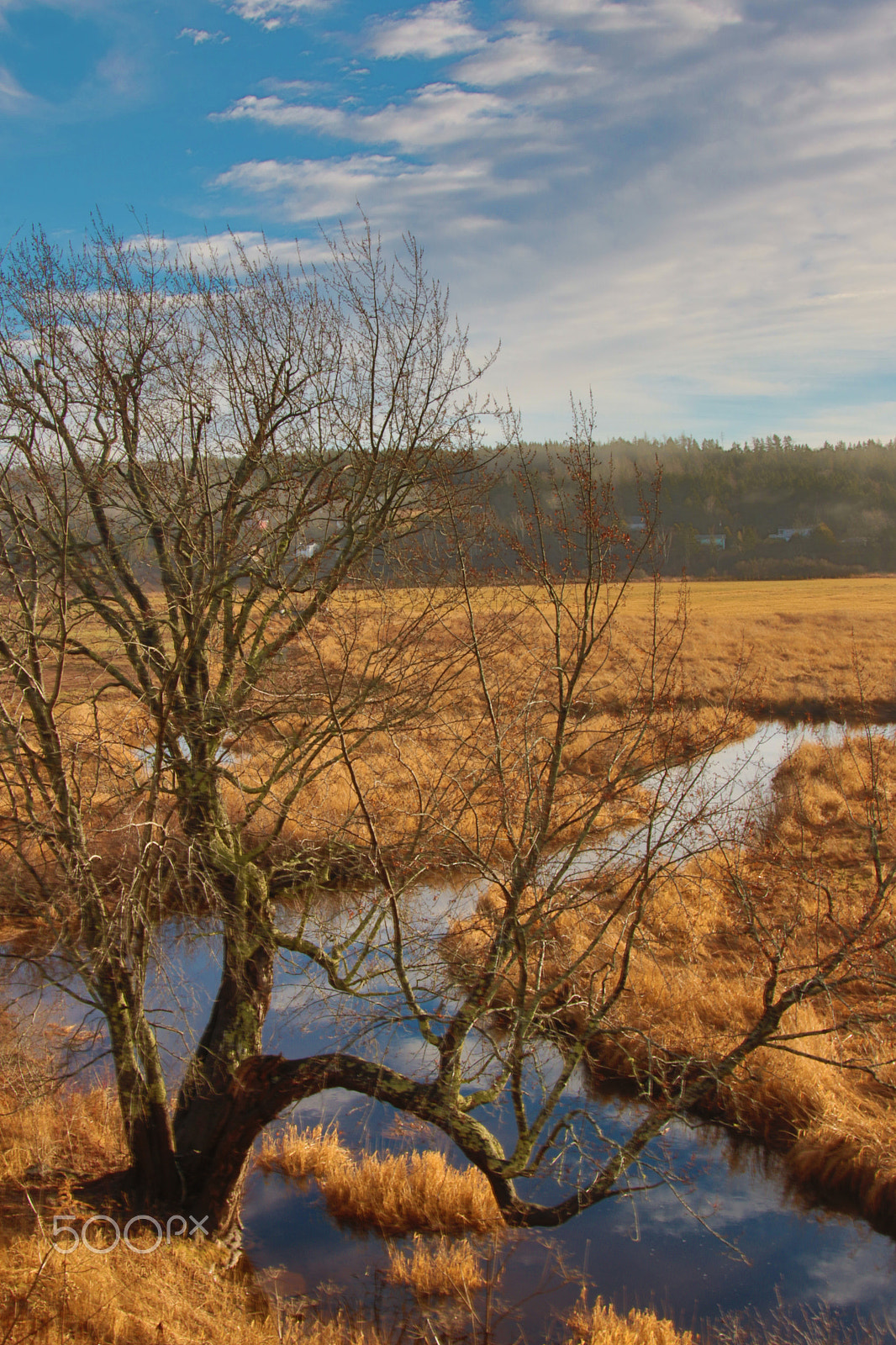 Sigma 24-105mm f/4 DG OS HSM | A sample photo. Jarons tree photography