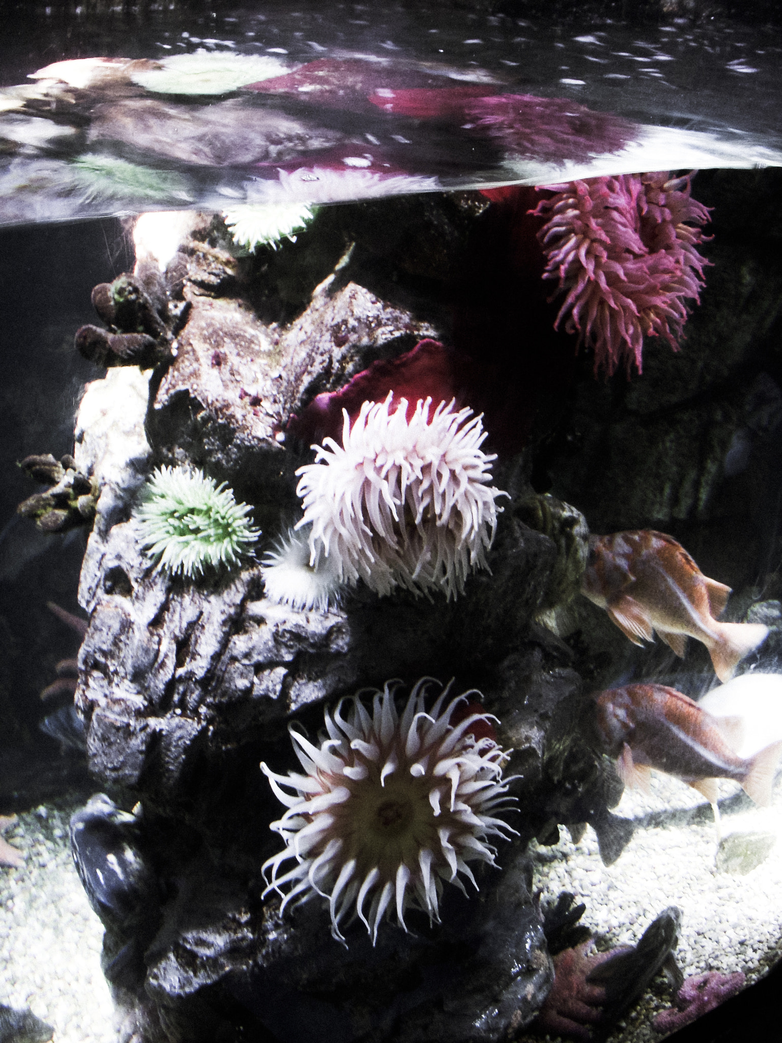 Nikon COOLPIX S50 sample photo. Aquarium sea urchins stylized photography