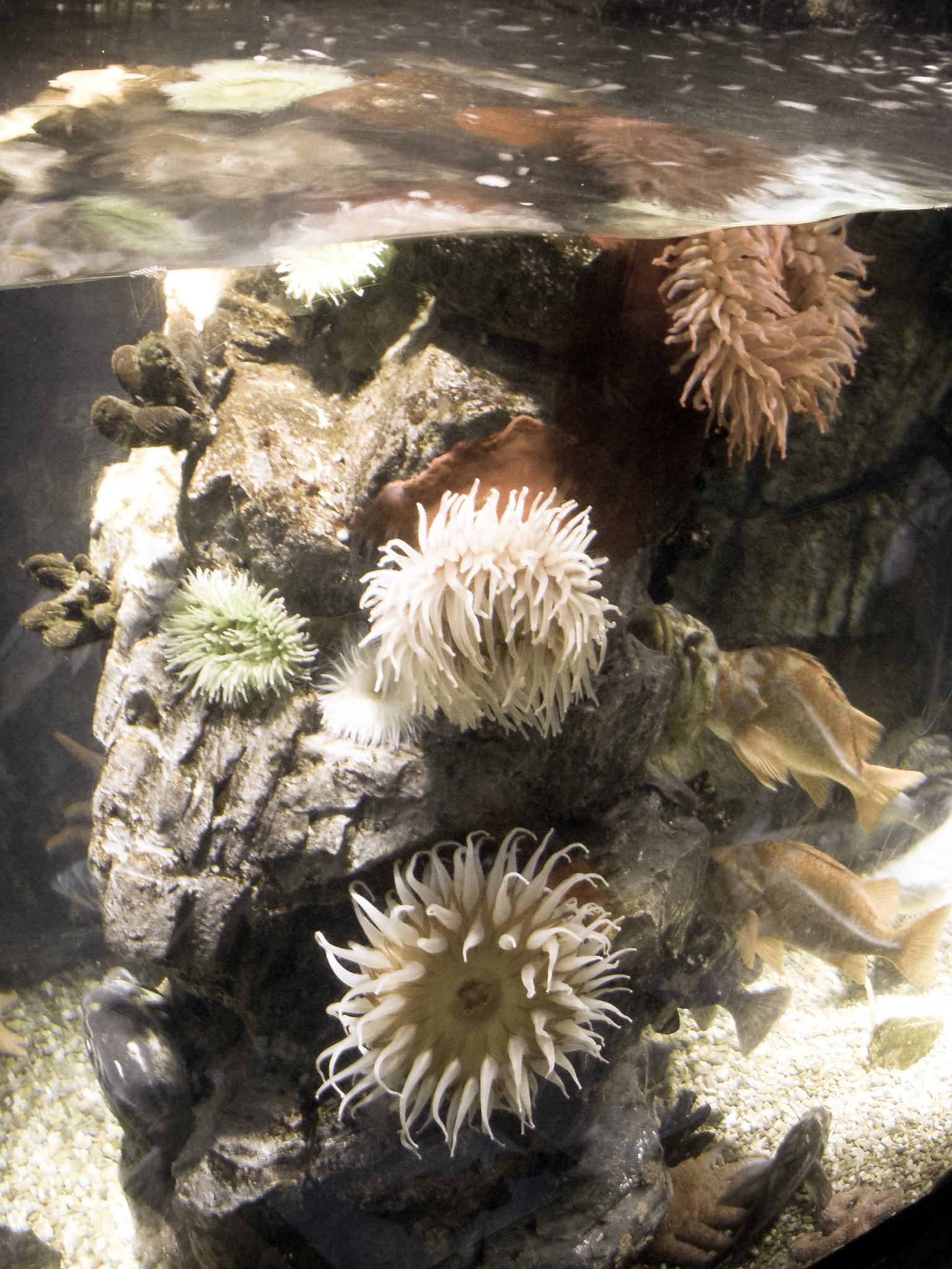 Nikon COOLPIX S50 sample photo. Sea urchins lit up photography