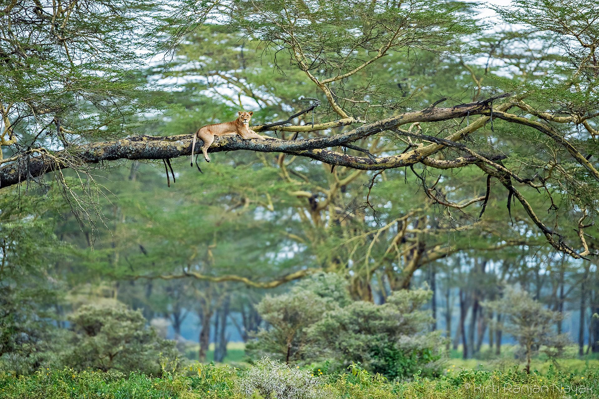 Canon EF 300mm F2.8L IS II USM sample photo. Lioness on tree photography