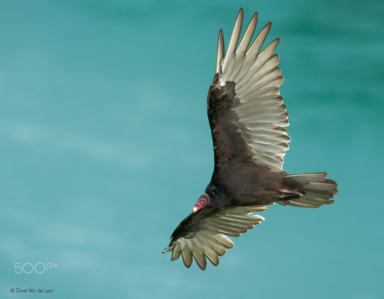 Nikon D3S + Nikon AF-S Nikkor 600mm F4G ED VR sample photo. Turkey vulture photography