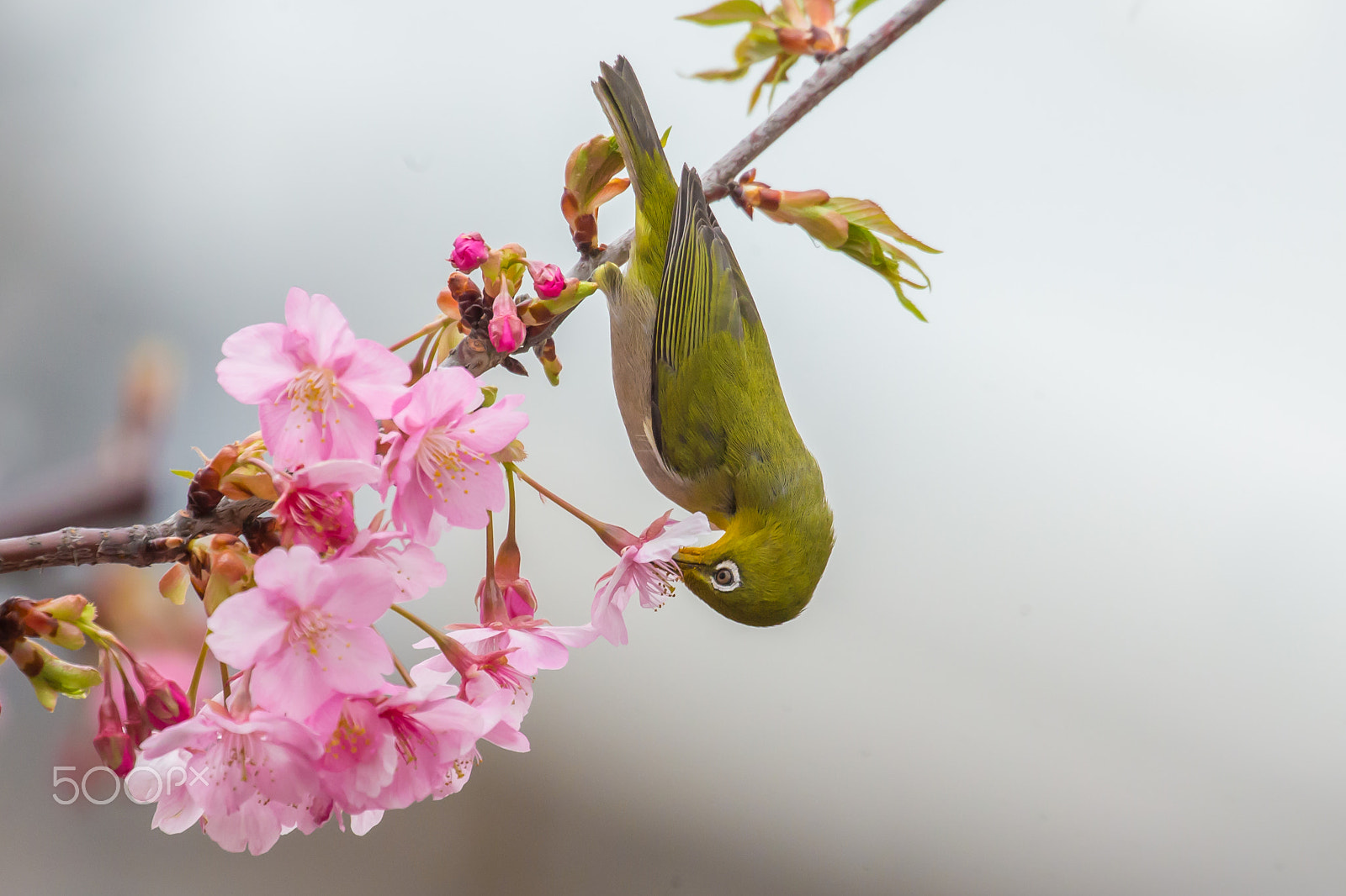Canon EOS-1D X + Canon EF 100-400mm F4.5-5.6L IS II USM sample photo. White-eye hanging down on a cherry blossom photography