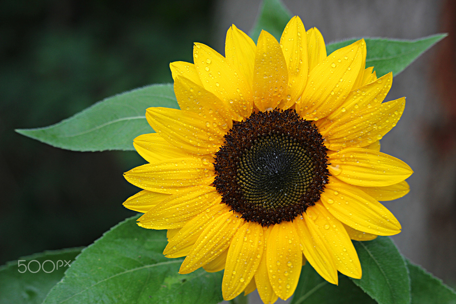 55.0 - 250.0 mm sample photo. Wet sunflower photography