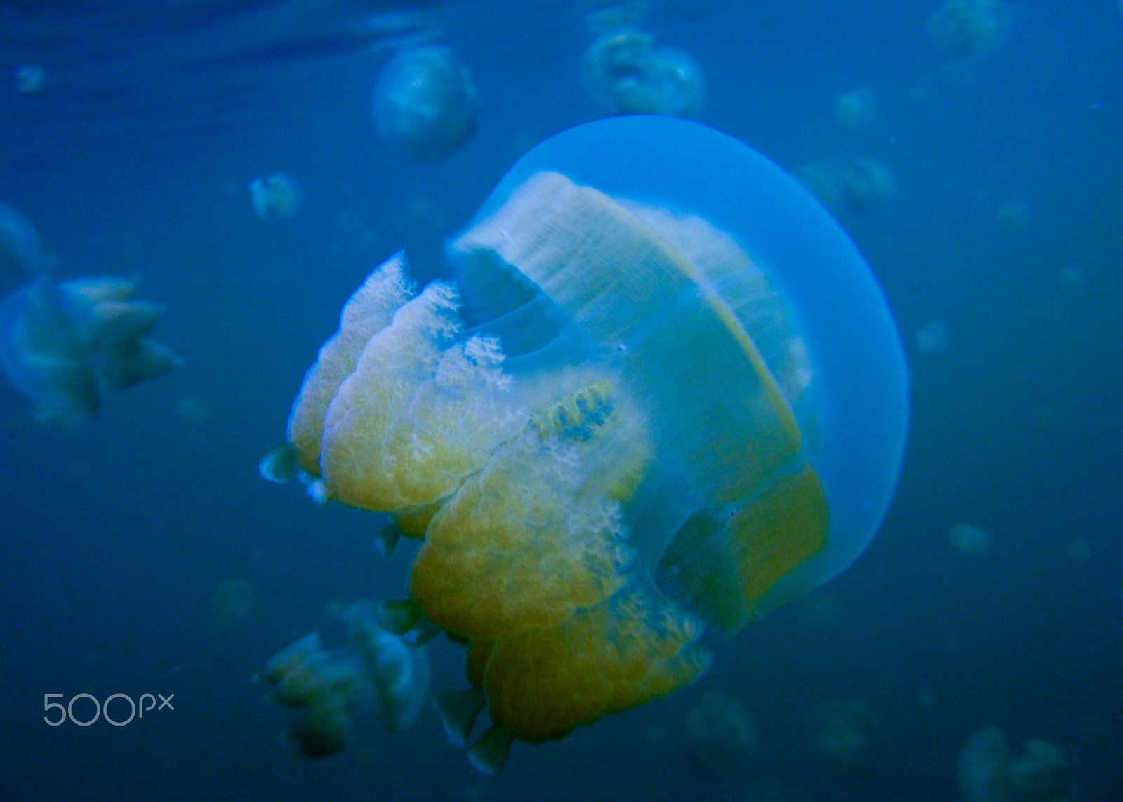 Panasonic DMC-TS25 sample photo. Jellyfish lake photography