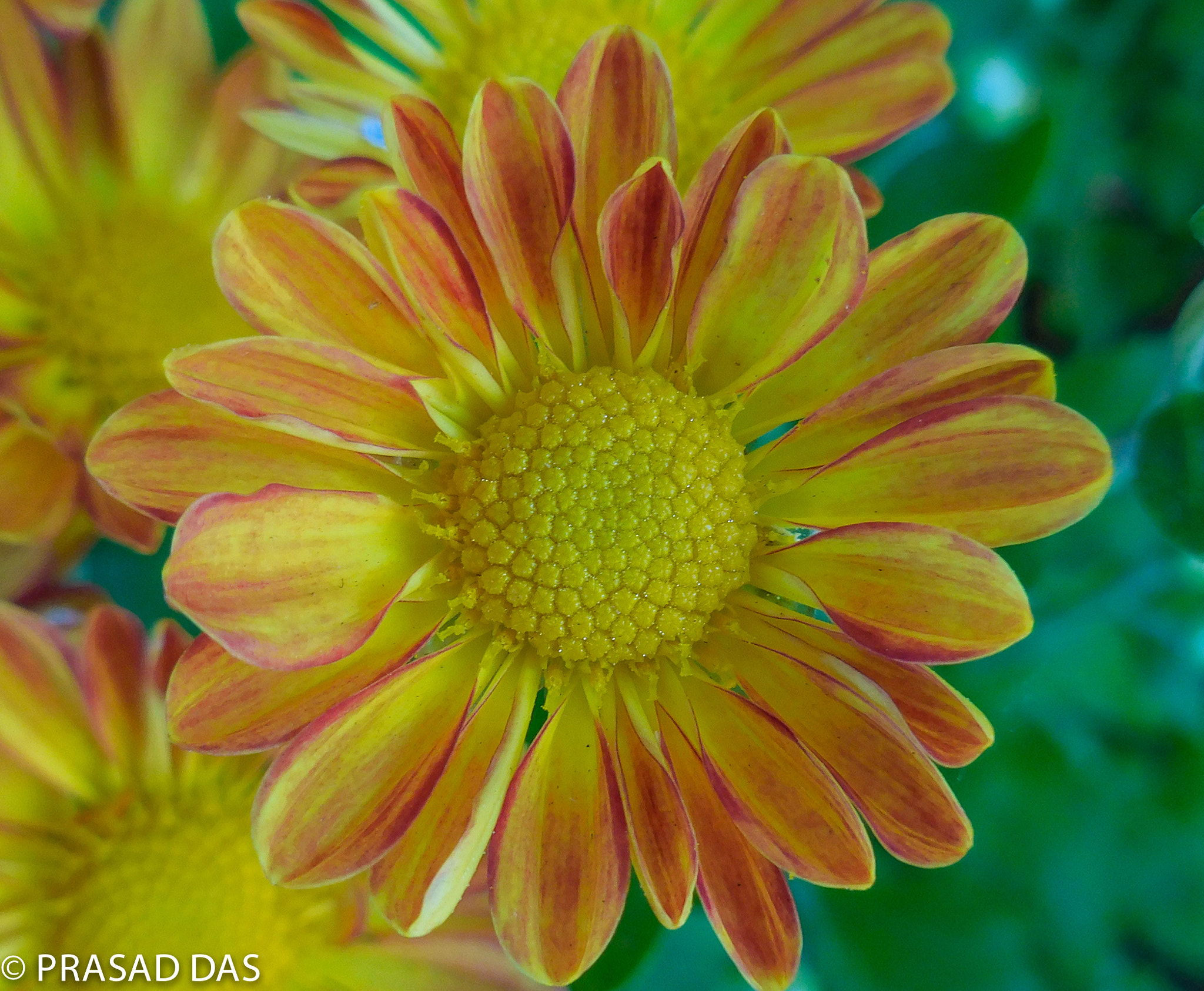 Nikon Coolpix S6900 sample photo. Bee sunflower closeuppuri (of ) photography