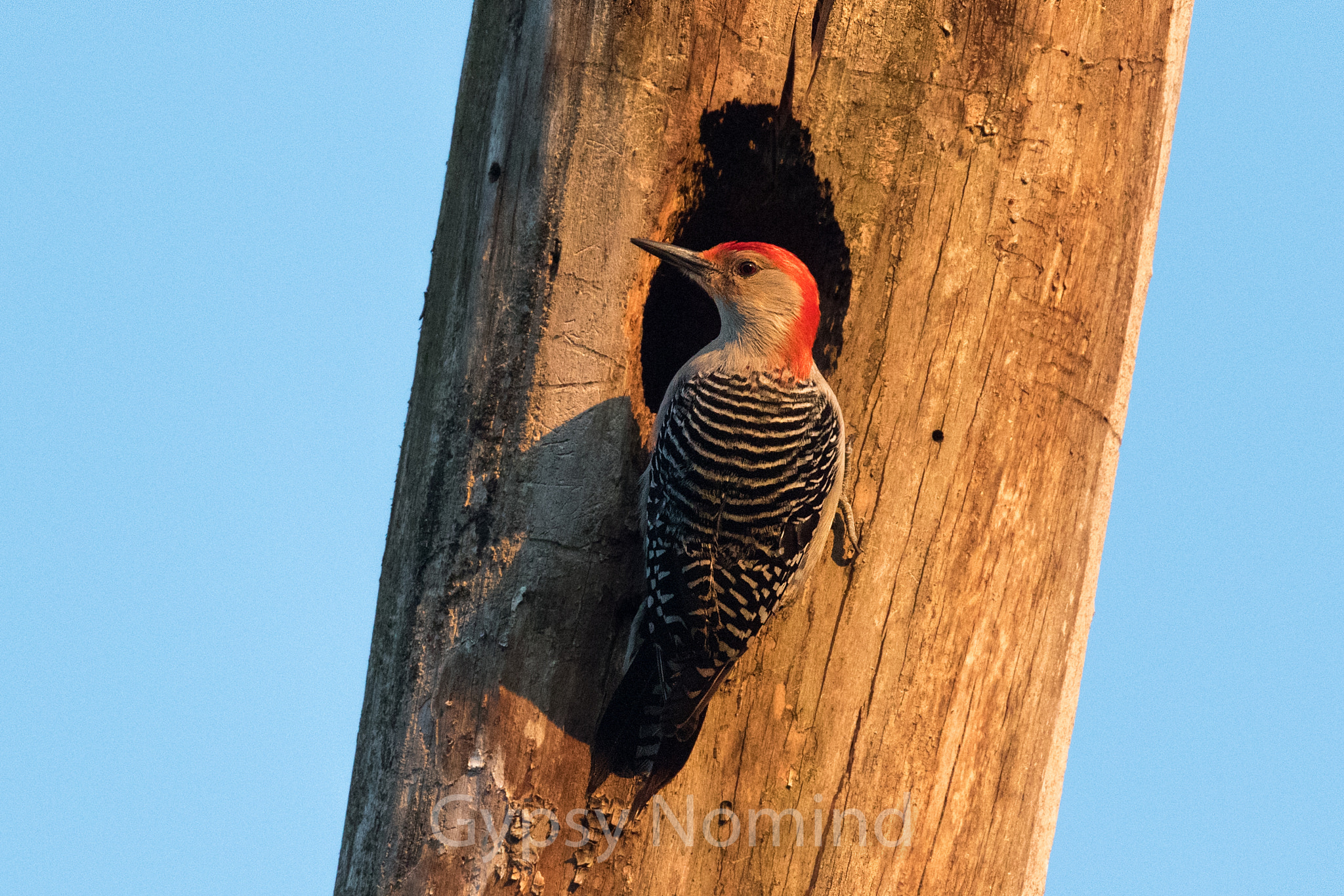 Canon EF 400mm F4.0 DO IS USM sample photo. Red bellied woodpecker photography