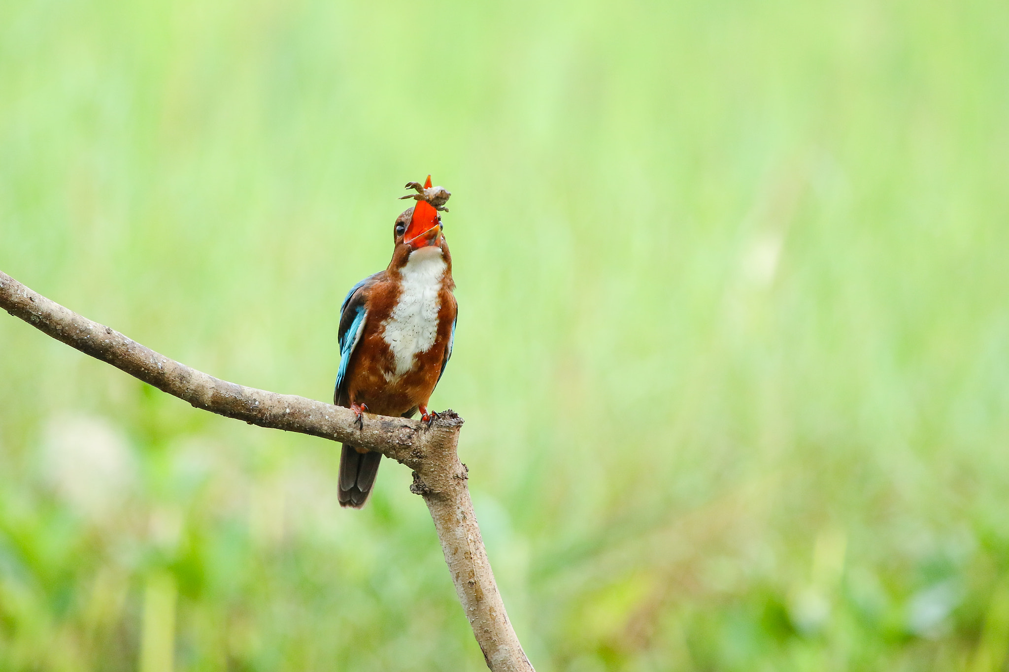 Canon EF 100-400mm F4.5-5.6L IS USM sample photo. 588a7710.jpg photography