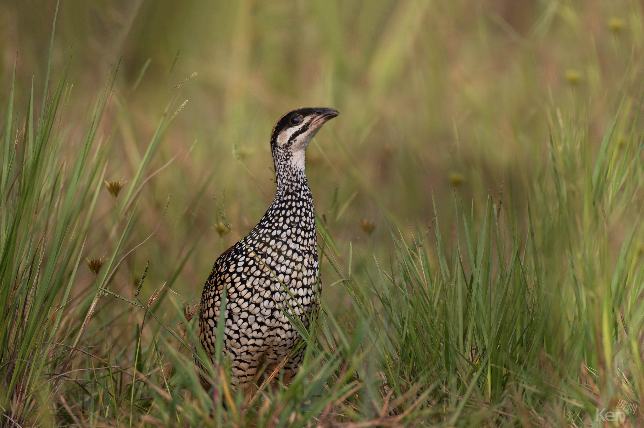 Canon EF 500mm F4L IS USM sample photo. Francolinus pintadeanus photography