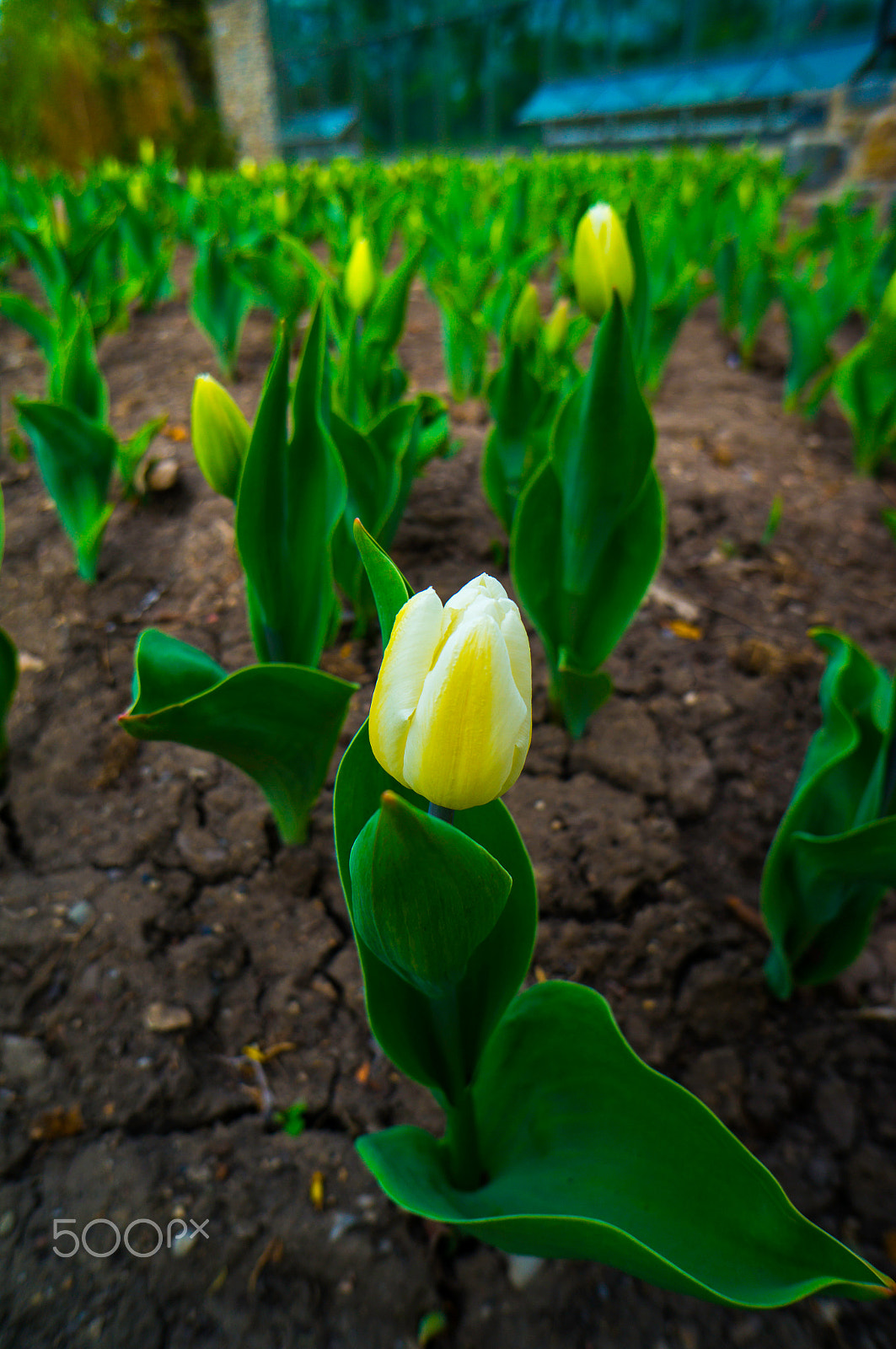 Sony Alpha NEX-6 + Sony E 16mm F2.8 sample photo. Flowers photography