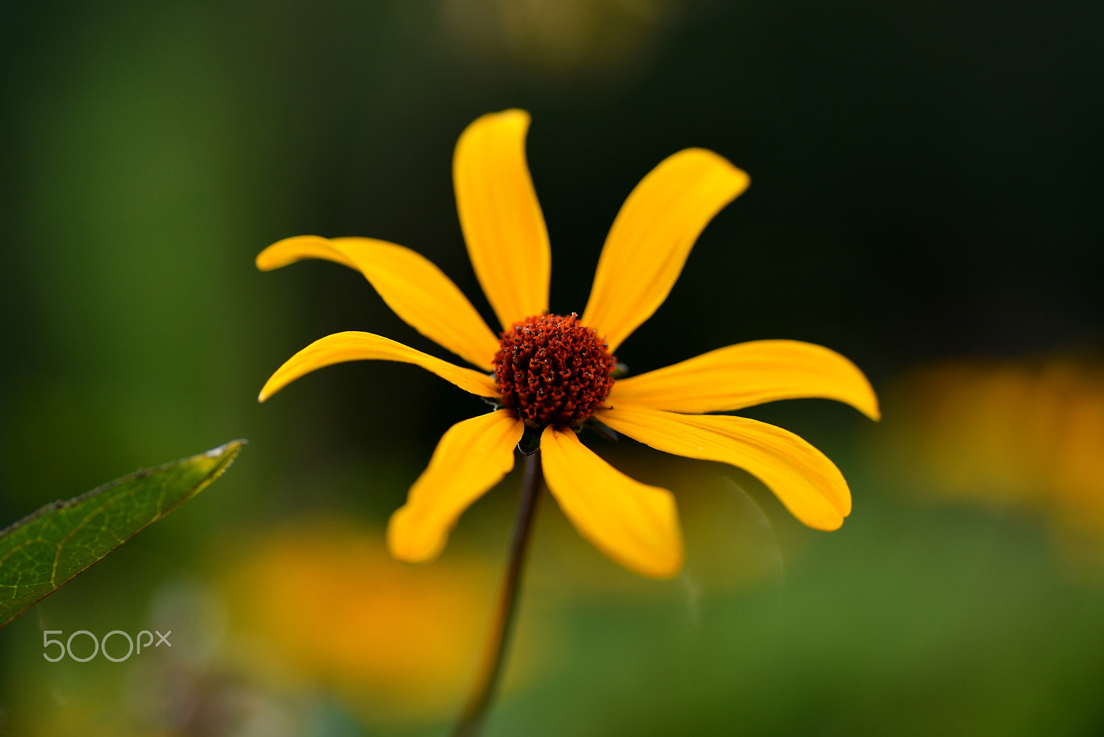 Nikon D600 sample photo. Blooms  at midsummer photography