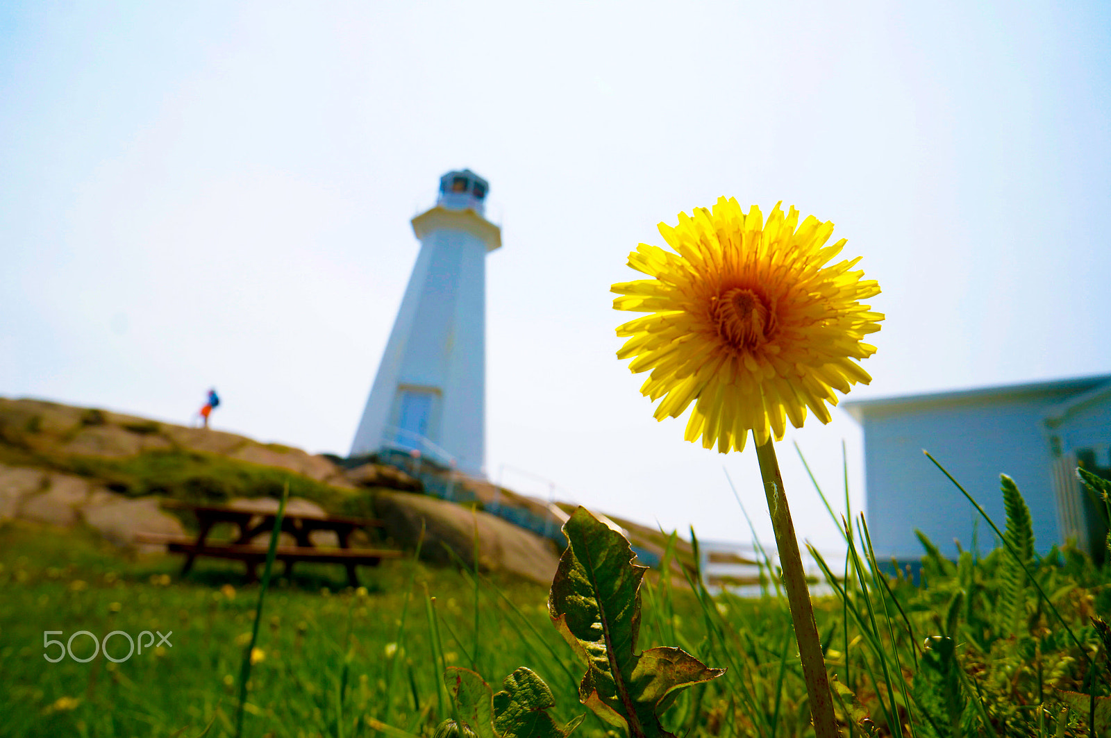 Sony Alpha NEX-6 + Sony E 16mm F2.8 sample photo. Cape spear photography