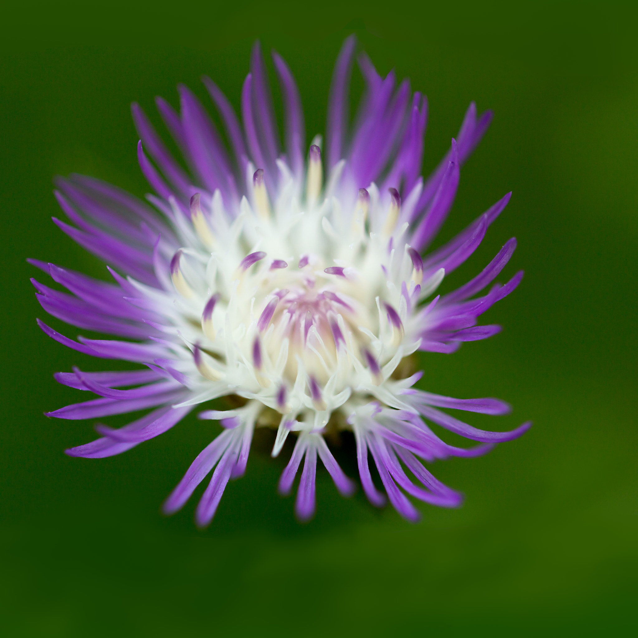 Canon EF 100mm F2.8L Macro IS USM sample photo. Magenta photography