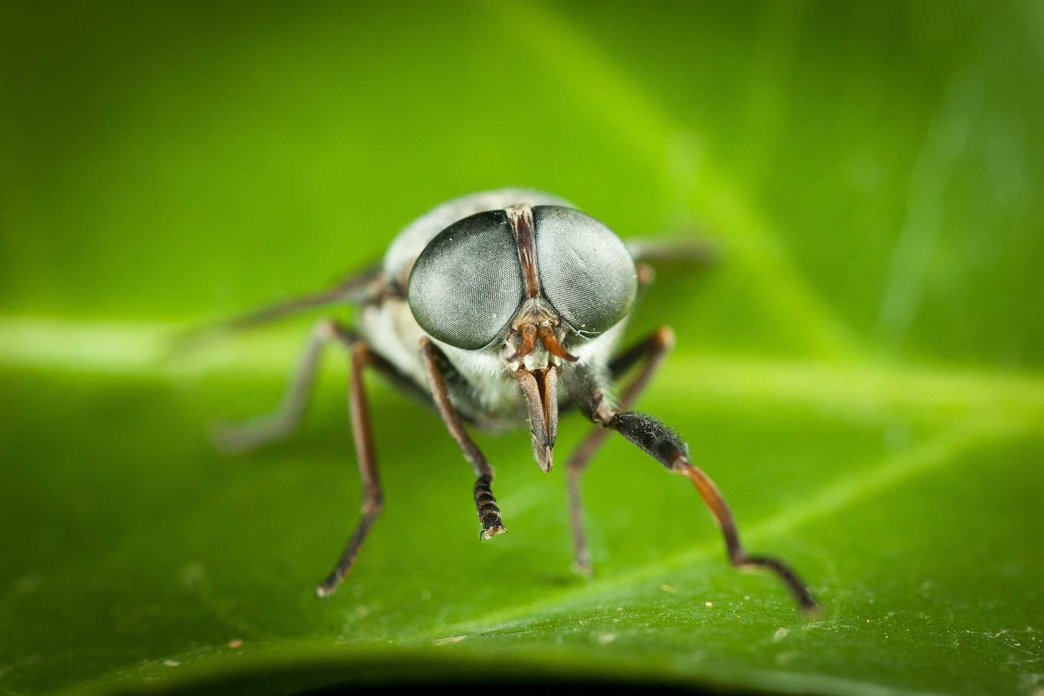 Tamron SP AF 90mm F2.8 Di Macro sample photo. Fly.jpg photography