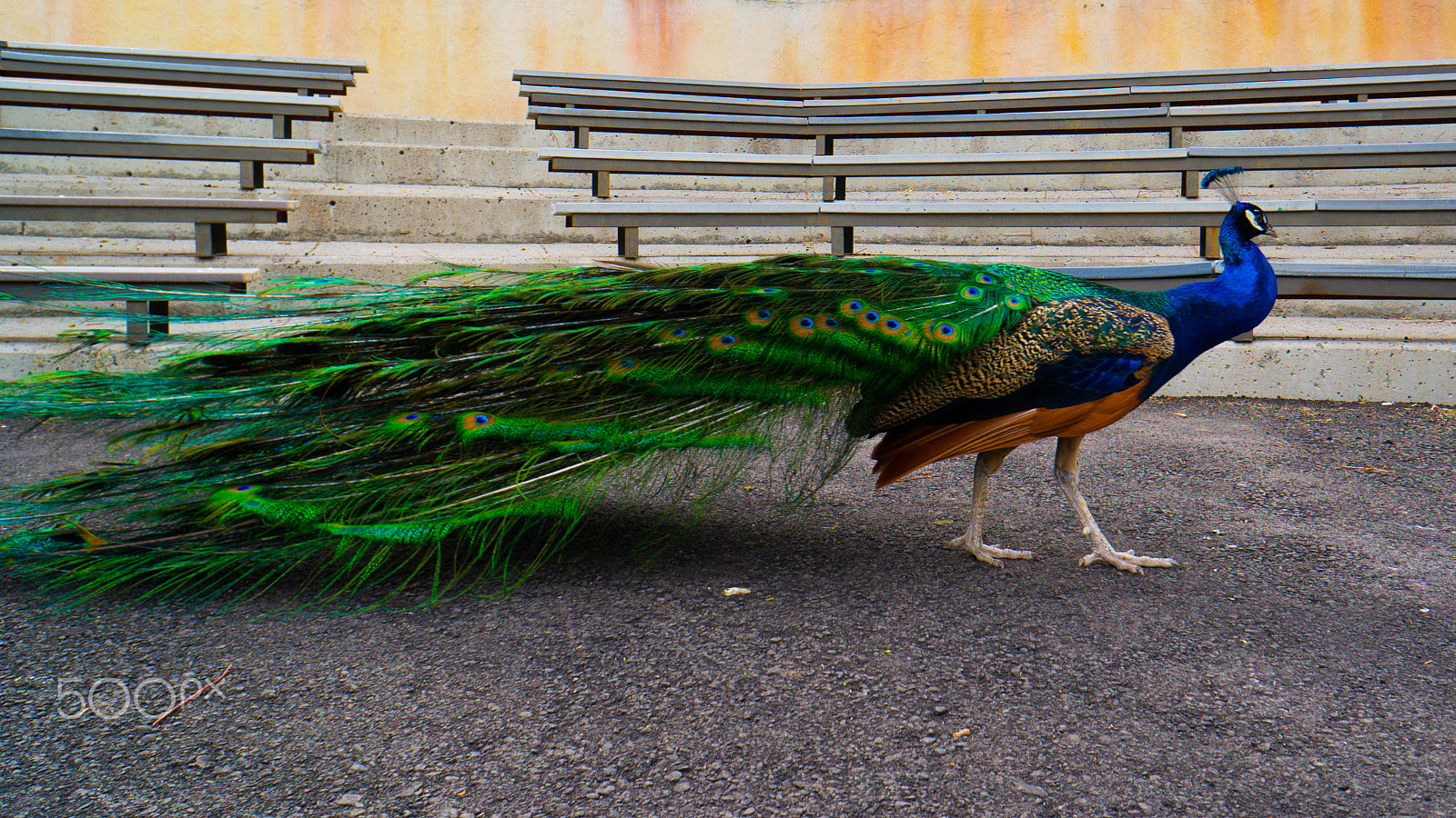 Sony Alpha NEX-6 + Sony E 16mm F2.8 sample photo. Zoo photography