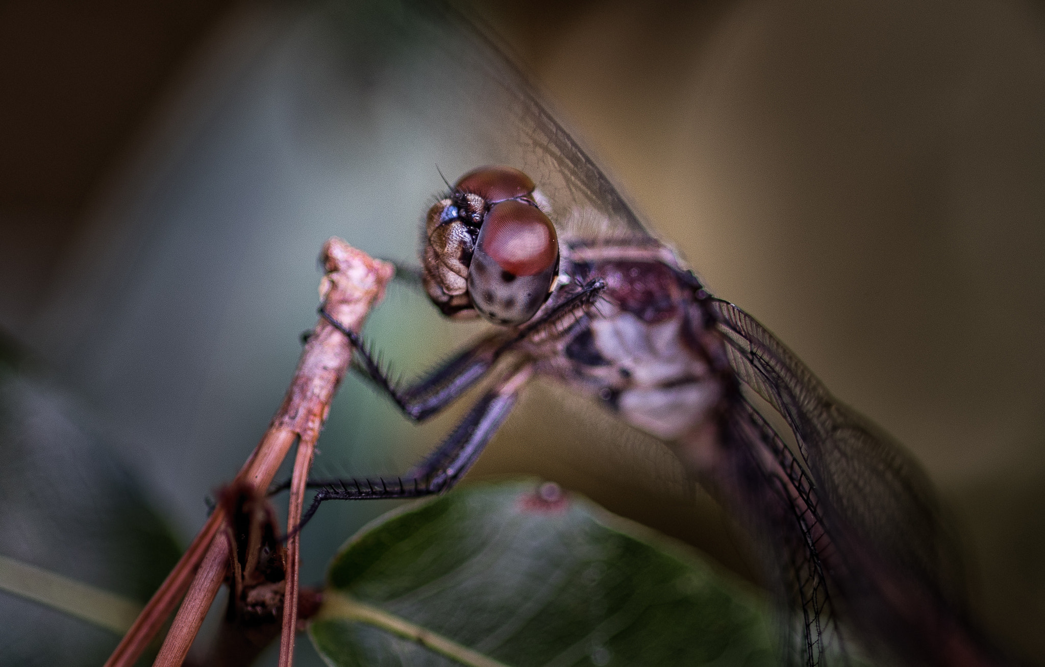 Nikon D750 + AF Micro-Nikkor 105mm f/2.8 sample photo. Dragonfly  photography