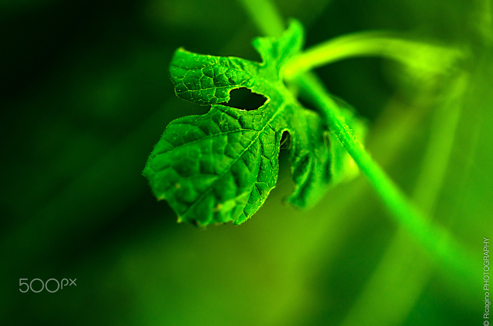 Nikon AF-S Micro-Nikkor 60mm F2.8G ED sample photo. Green is the prime color of the world photography