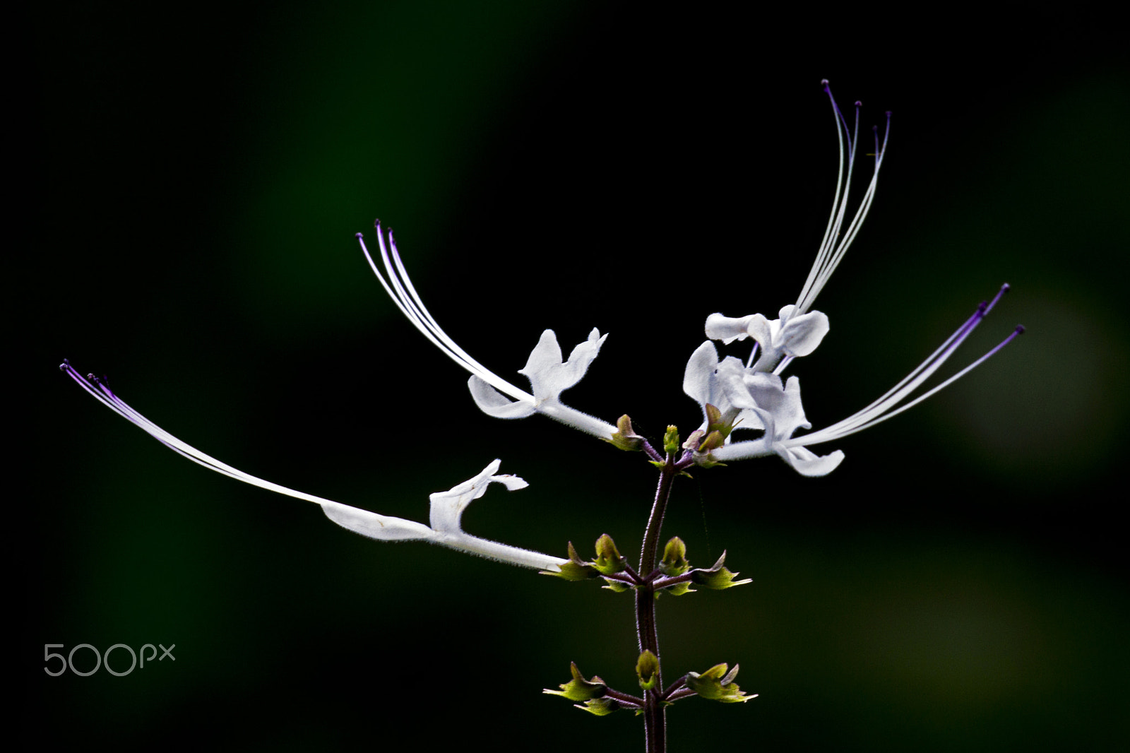 Sony 70-400mm F4-5.6 G SSM sample photo. Jungle flowers photography