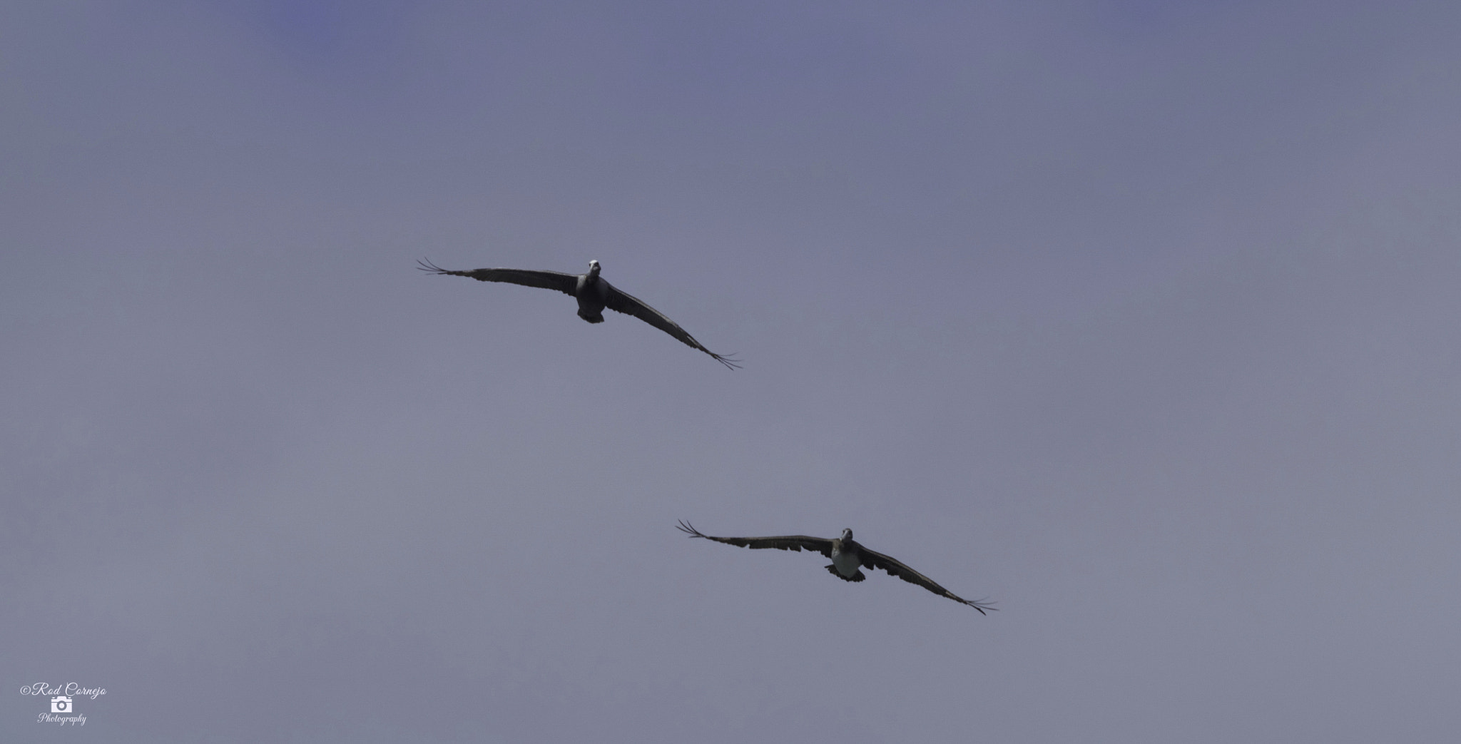 Olympus Zuiko Digital ED 70-300mm F4.0-5.6 sample photo. Pelicans... photography