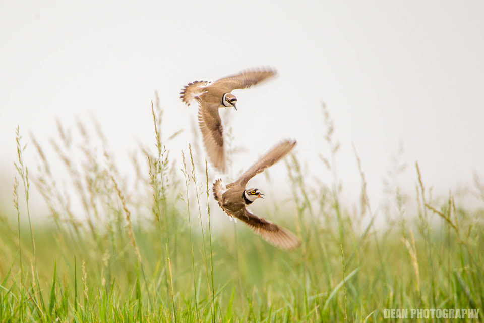 Canon EOS-1D Mark IV sample photo. Flying photography