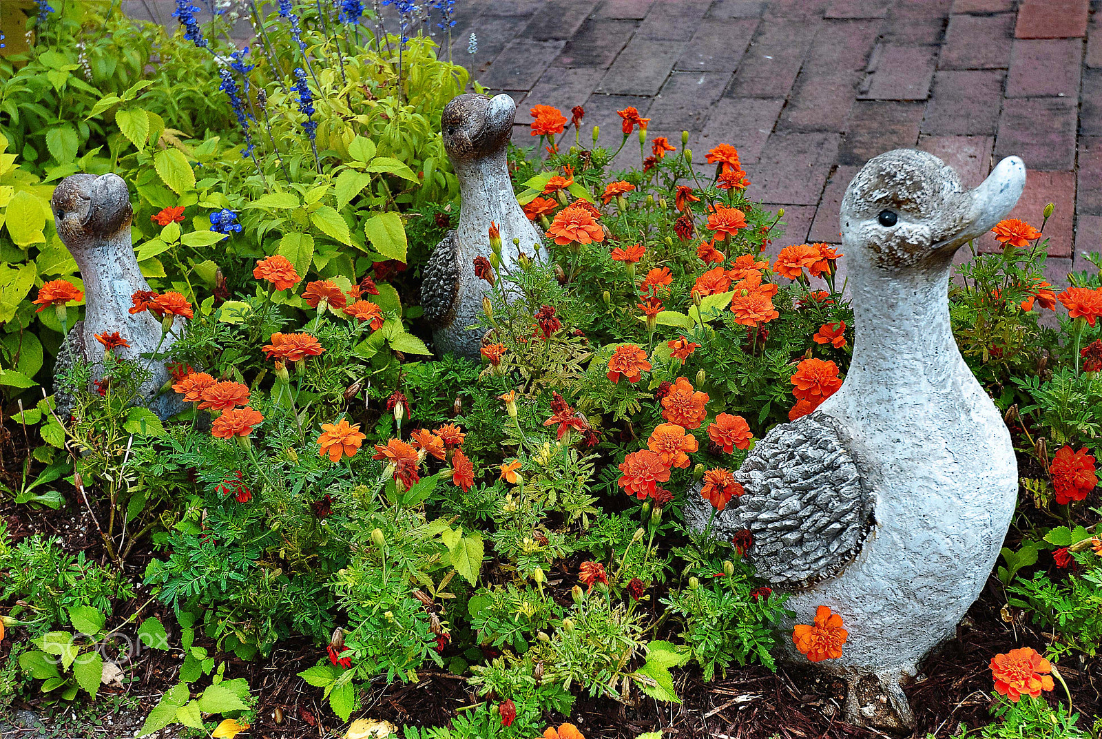 Nikon D200 sample photo. Flower garden statue of duck photography