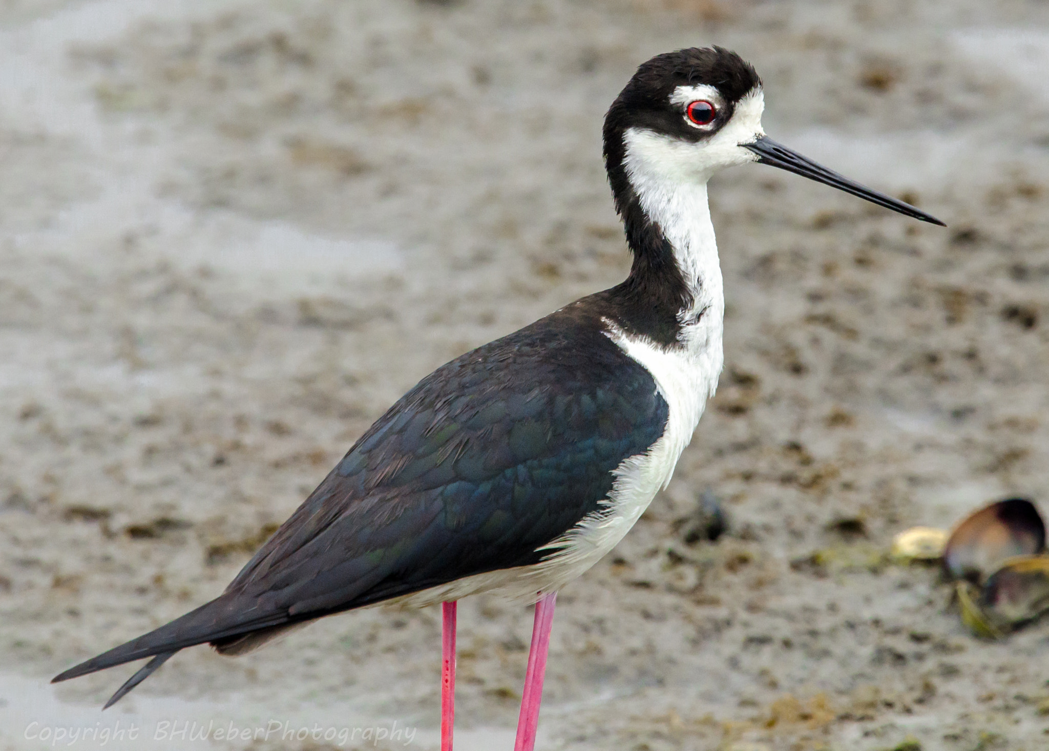 Nikon Nikkor AF-S 300mm F4E PF ED VR sample photo. Black-necked stilt photography