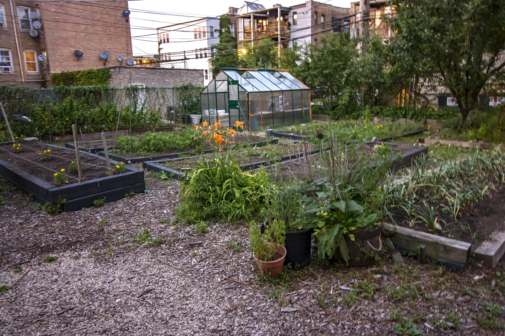 Canon EOS 760D (EOS Rebel T6s / EOS 8000D) sample photo. The ginkgo community garden in uptown chicago photography