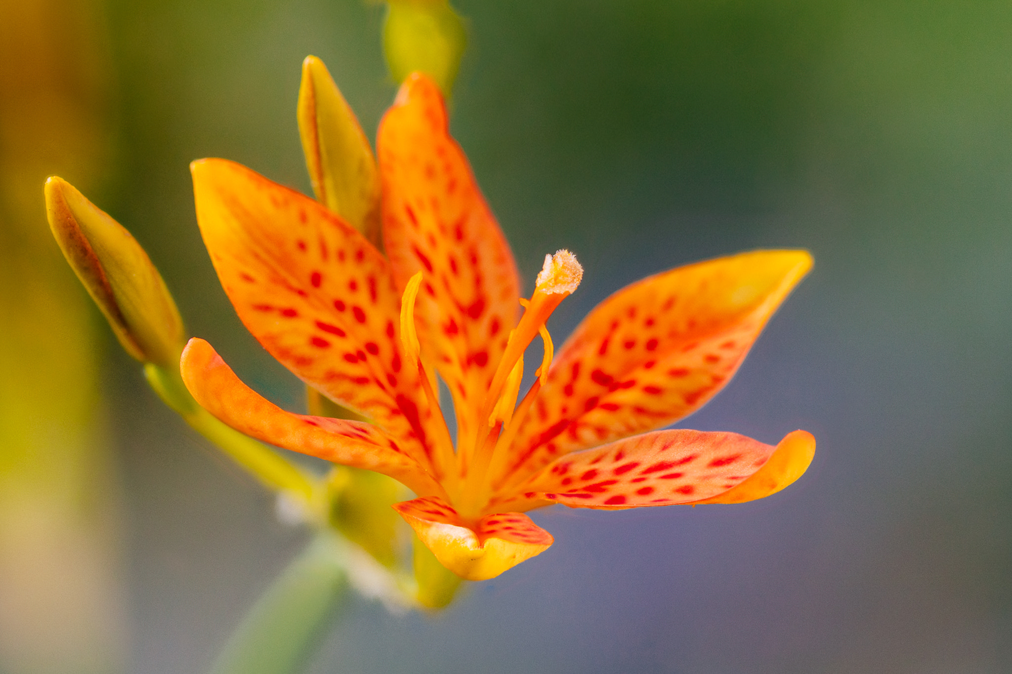 Canon EOS M3 + Canon EF 100mm F2.8L Macro IS USM sample photo. Dappled flower photography
