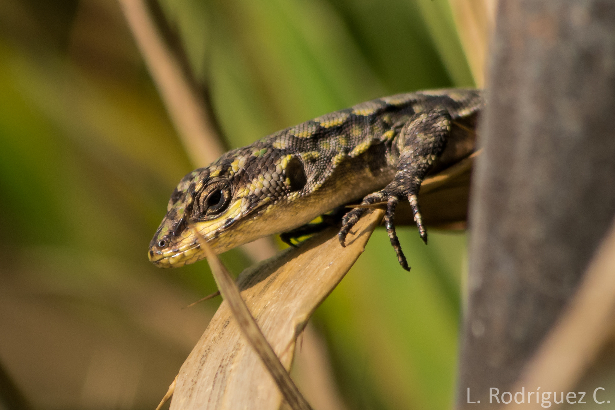 smc PENTAX-DA L 55-300mm F4-5.8 ED sample photo. Thin tree lizard - lagartija esbelta photography