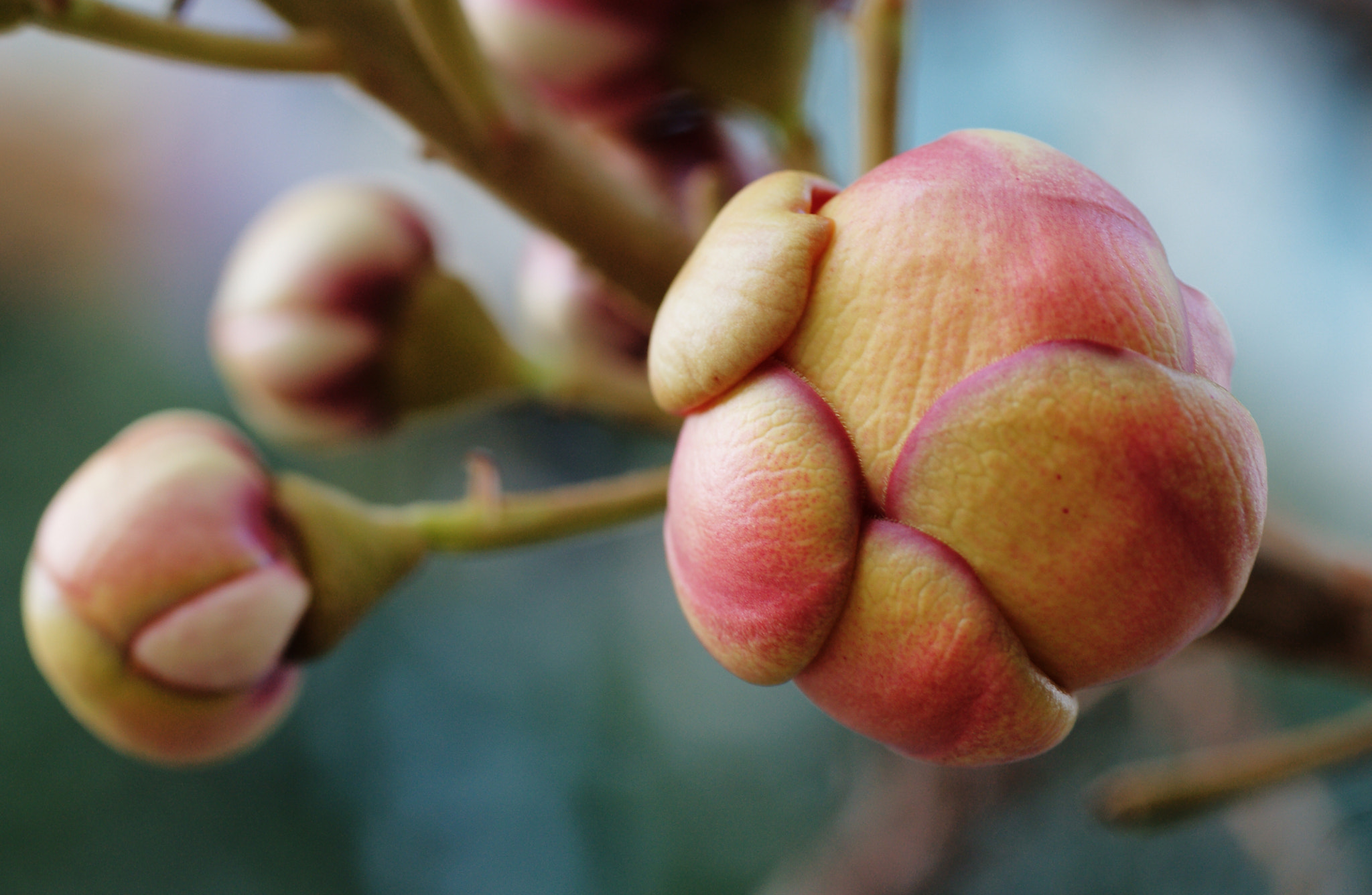 Sony Alpha DSLR-A850 + Tamron SP AF 90mm F2.8 Di Macro sample photo. Bud of the canonball tree photography