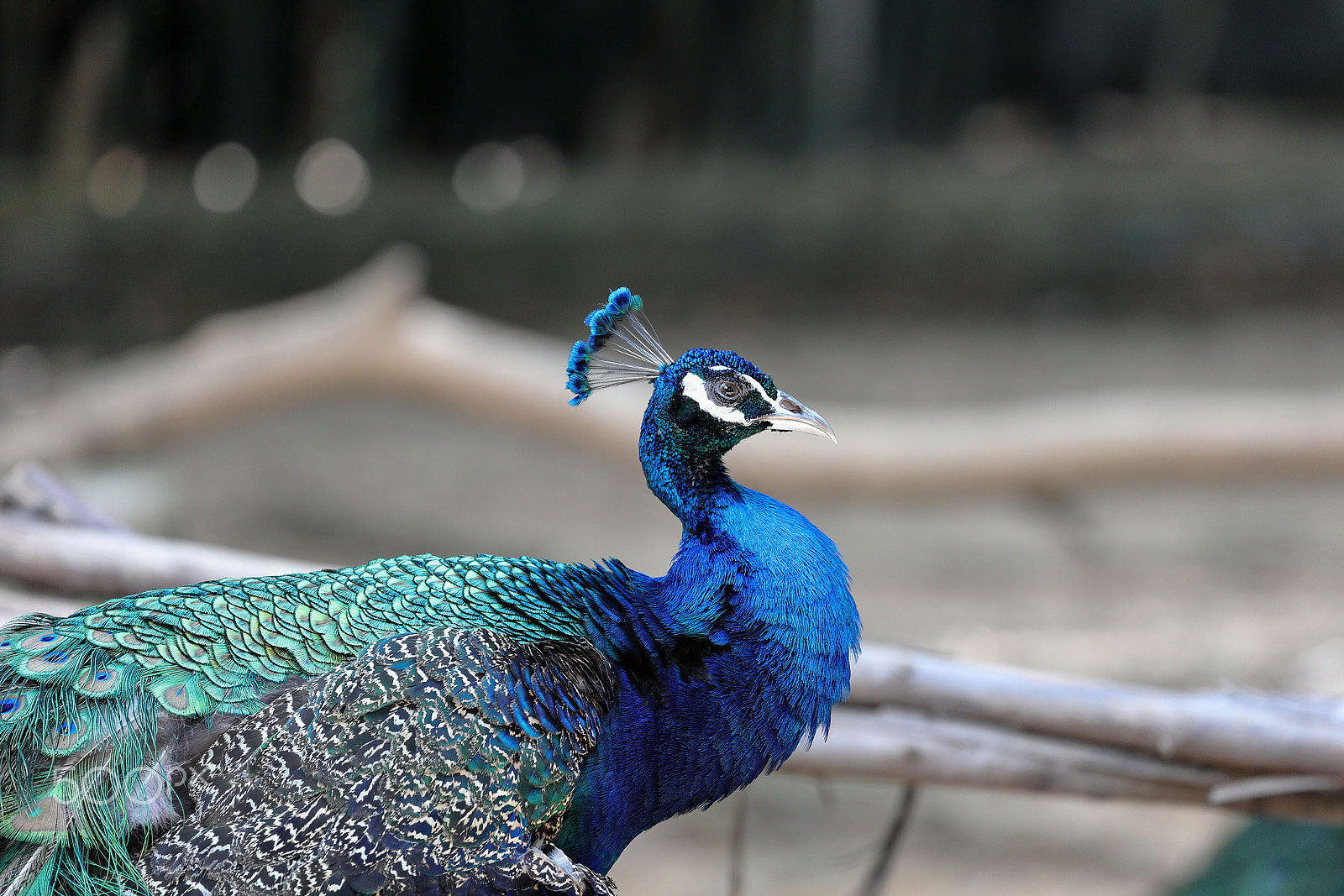 Canon EOS 5DS + Canon EF 70-300mm F4-5.6L IS USM sample photo. Blue peacock photography