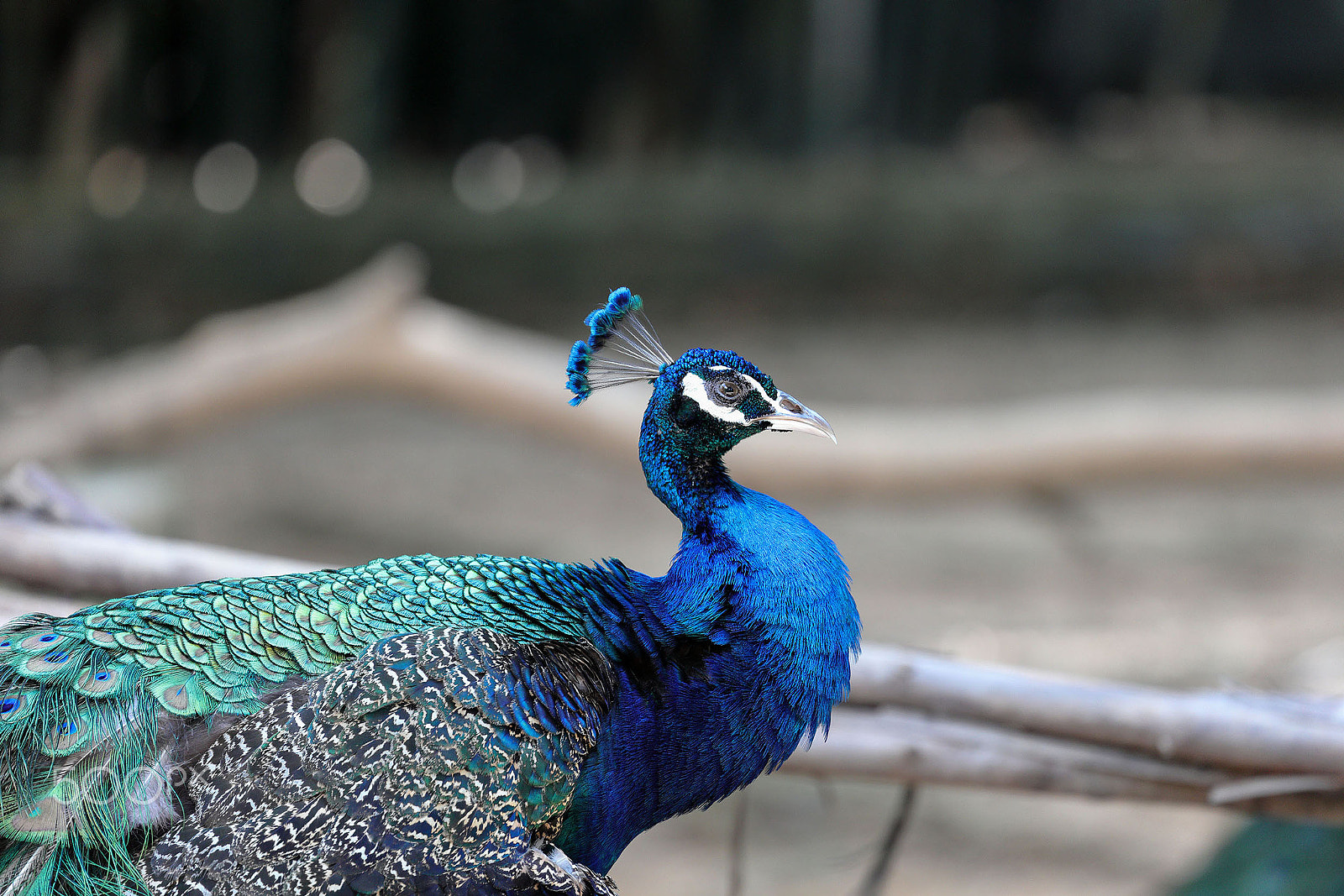 Canon EF 70-300mm F4-5.6L IS USM sample photo. Blue peacock photography
