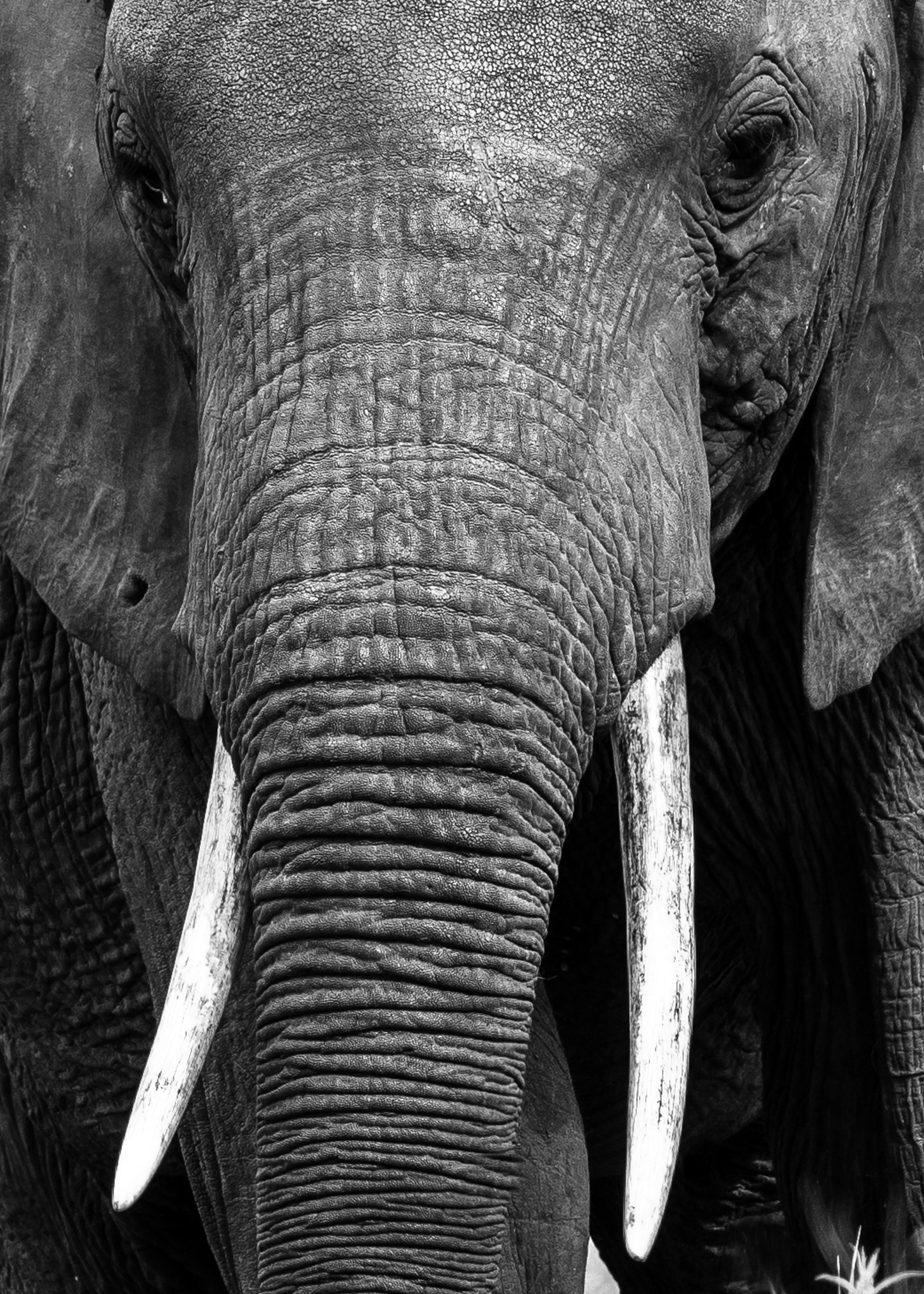 Nikon D500 sample photo. Elephant, close and personal photography