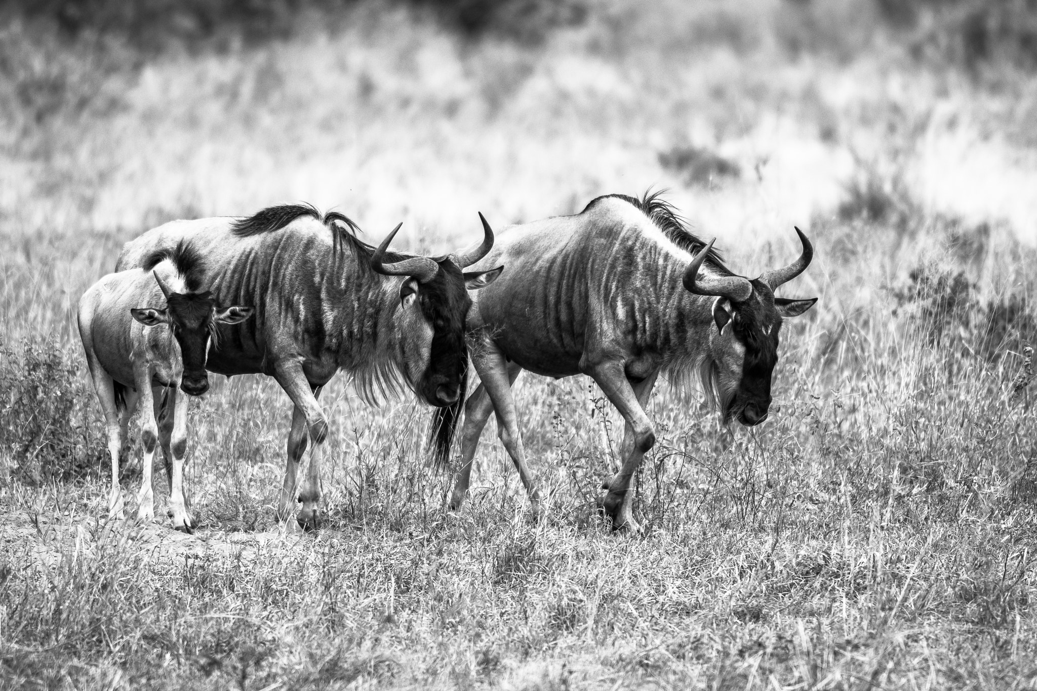 Nikon D500 sample photo. Famille de gnous photography