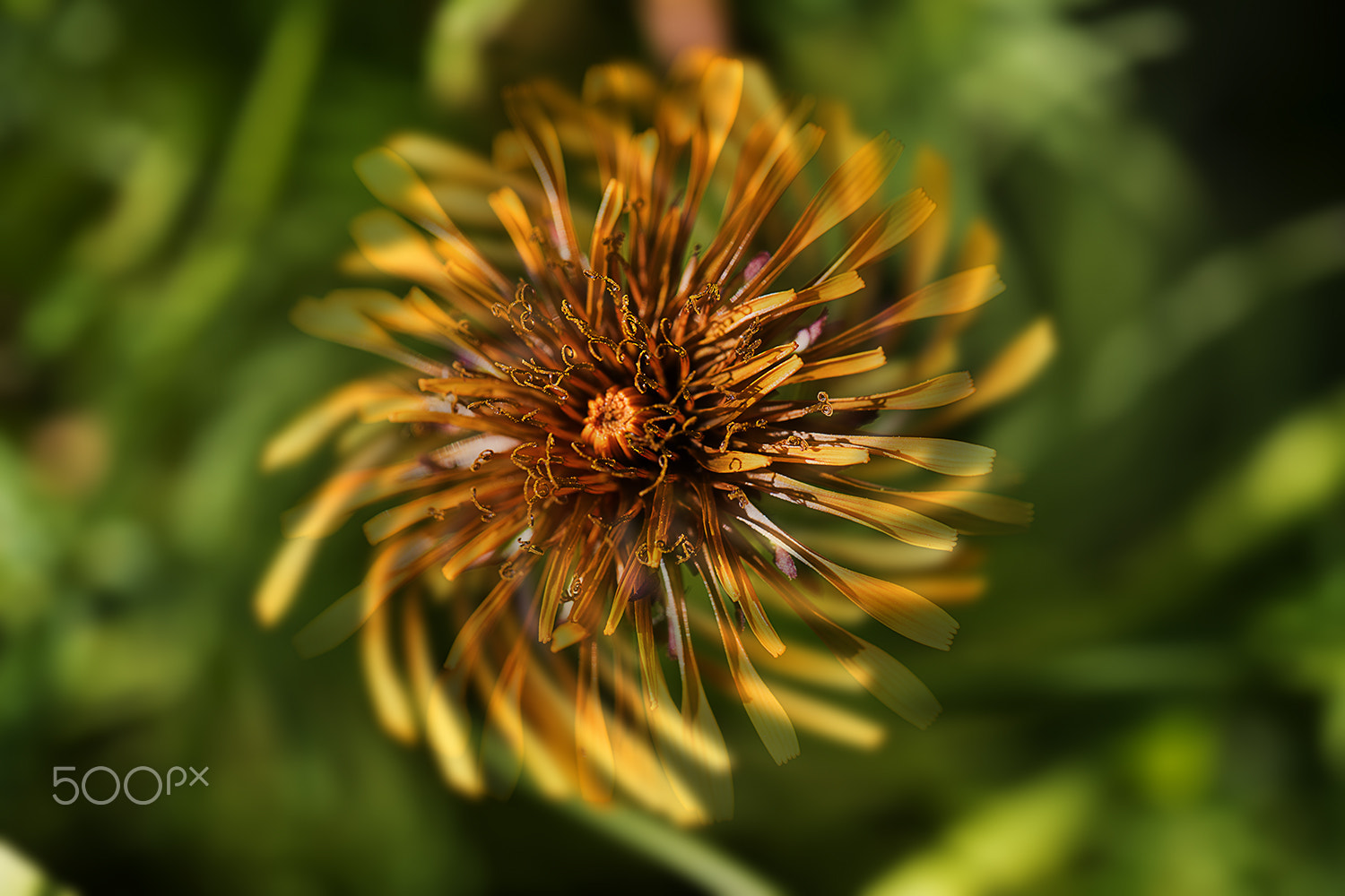 Canon EF 100mm F2.8L Macro IS USM sample photo. Expression in summer photography