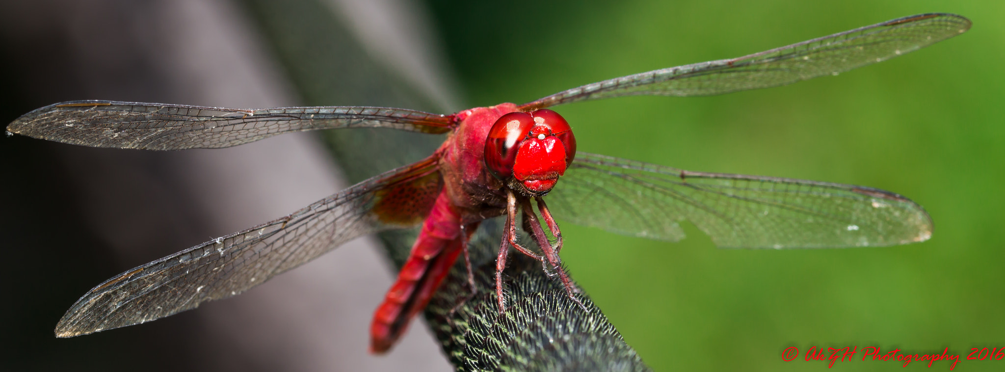 Canon EOS 700D (EOS Rebel T5i / EOS Kiss X7i) + Canon EF 100mm F2.8L Macro IS USM sample photo. Red dragonfly photography