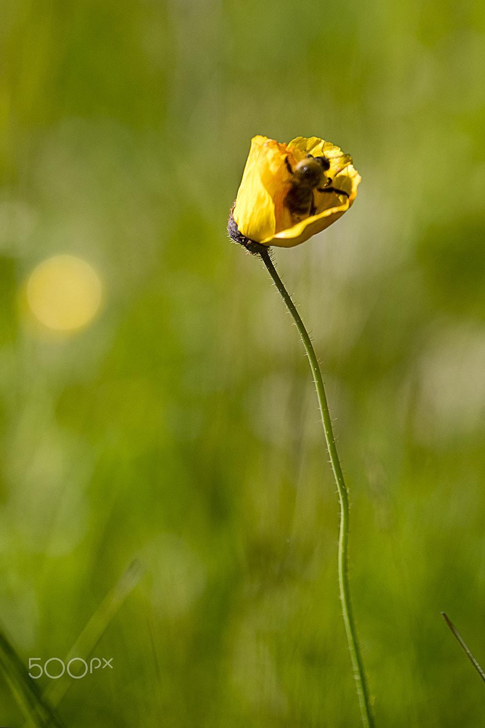 Canon EF 100mm F2.8L Macro IS USM sample photo. Work hard photography