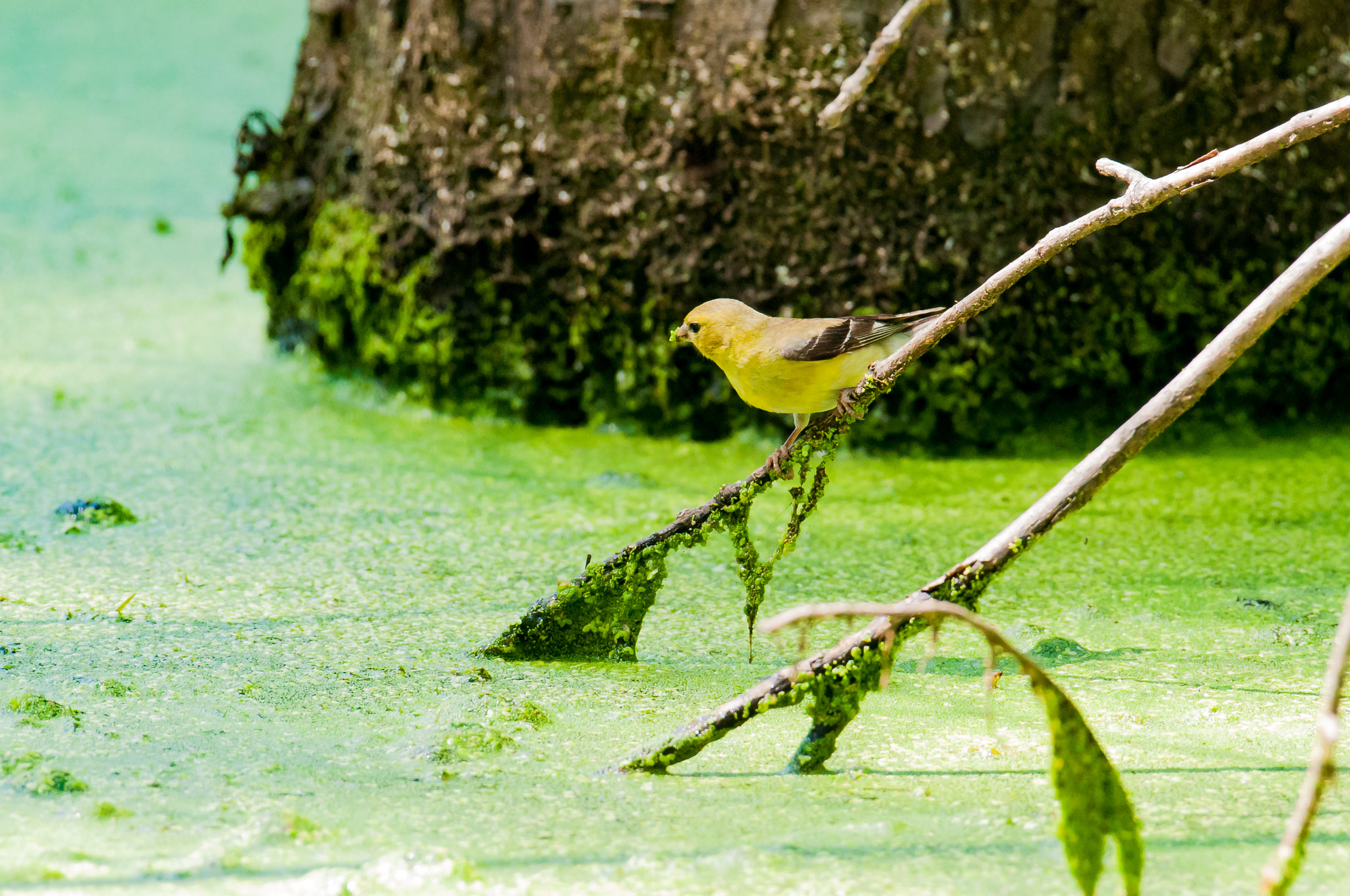 Nikon AF-S Nikkor 200-500mm F5.6E ED VR sample photo. Goldfinch on a stick photography