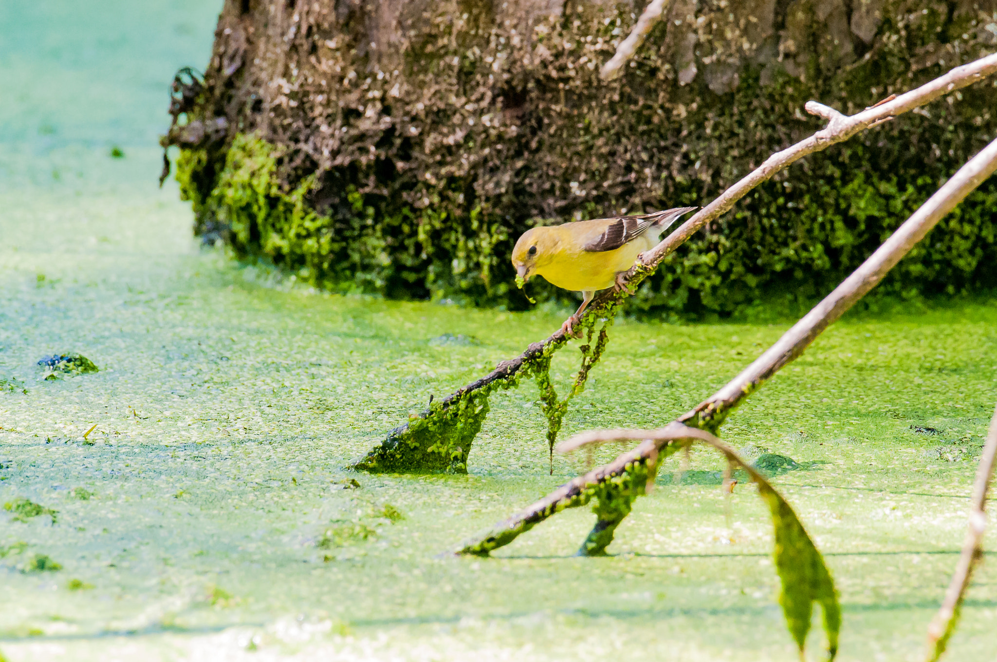 Nikon AF-S Nikkor 200-500mm F5.6E ED VR sample photo. Goldfinch on a stick photography
