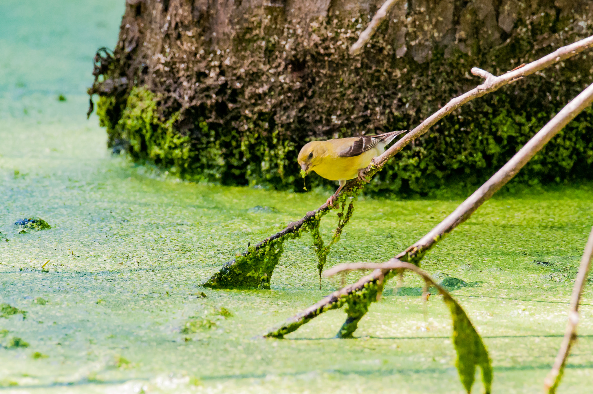 Nikon AF-S Nikkor 200-500mm F5.6E ED VR sample photo. Goldfinch on a stick photography