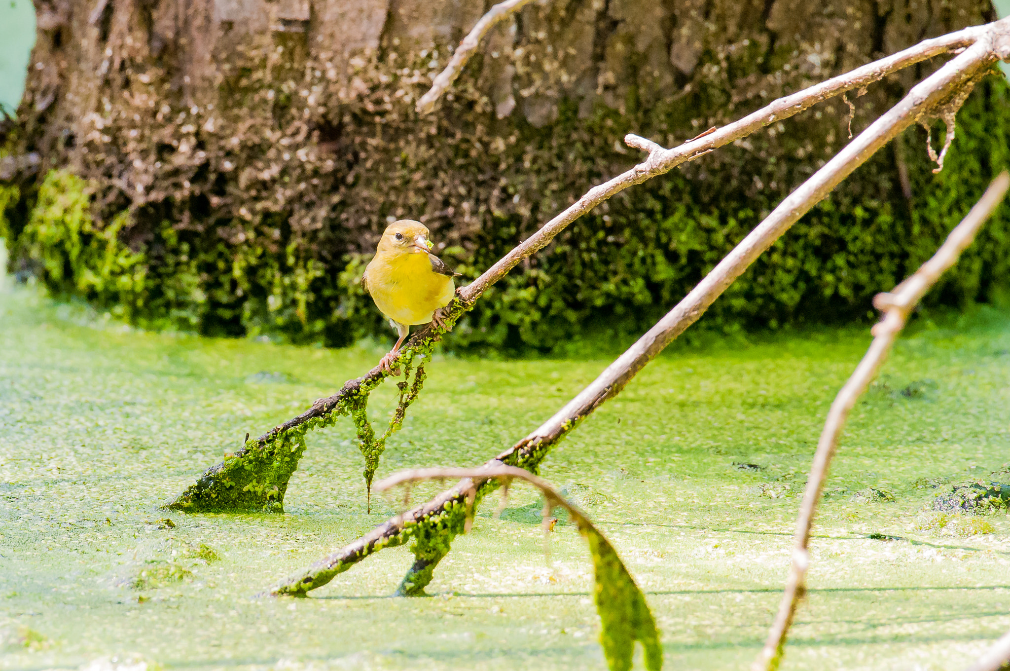 Nikon AF-S Nikkor 200-500mm F5.6E ED VR sample photo. Goldfinch on a stick photography
