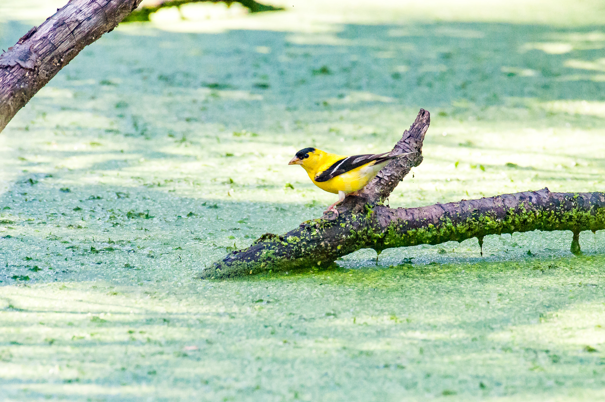 Nikon AF-S Nikkor 200-500mm F5.6E ED VR sample photo. Goldfinch on a stick photography