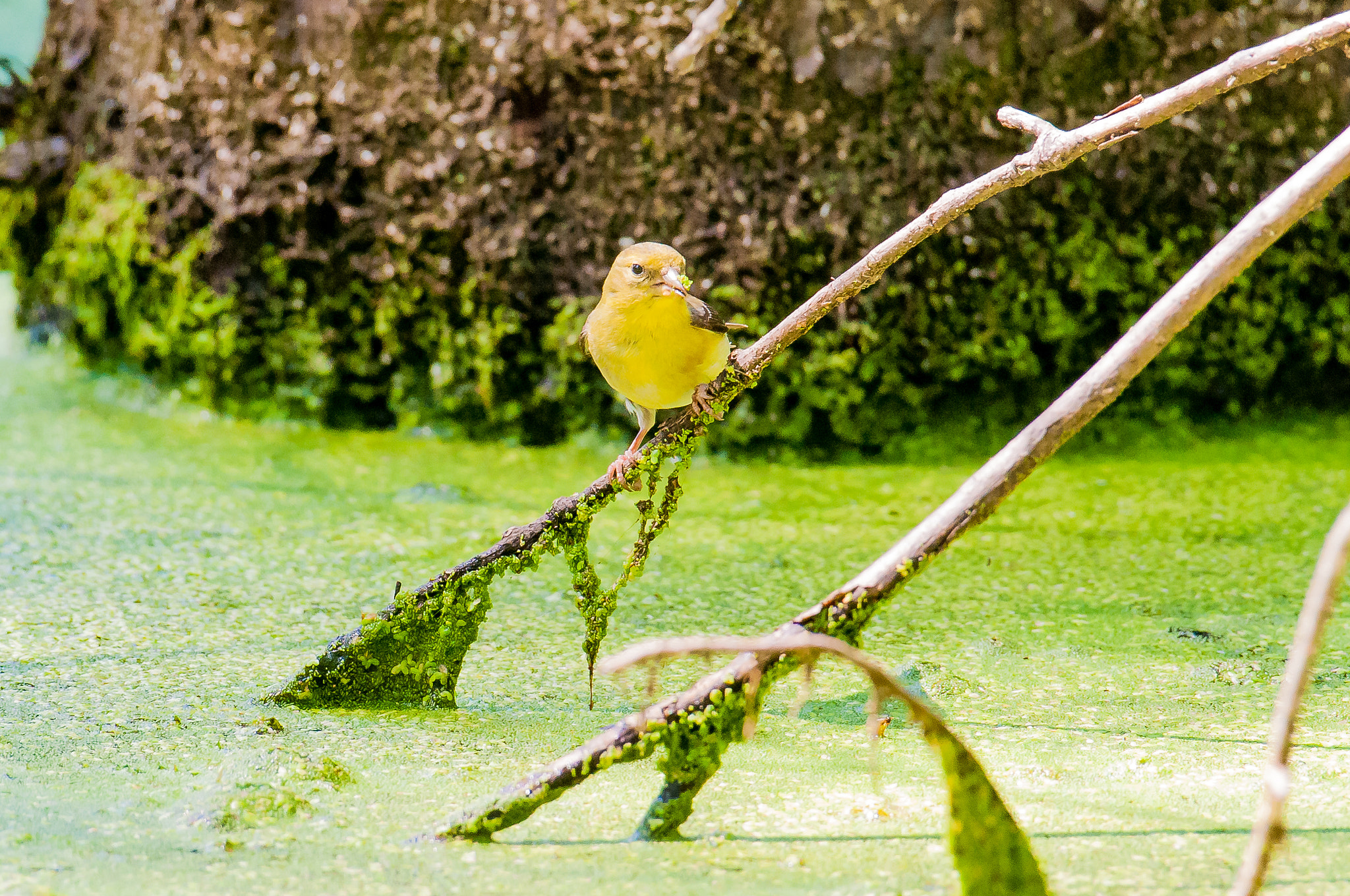 Nikon AF-S Nikkor 200-500mm F5.6E ED VR sample photo. Goldfinch on a stick photography