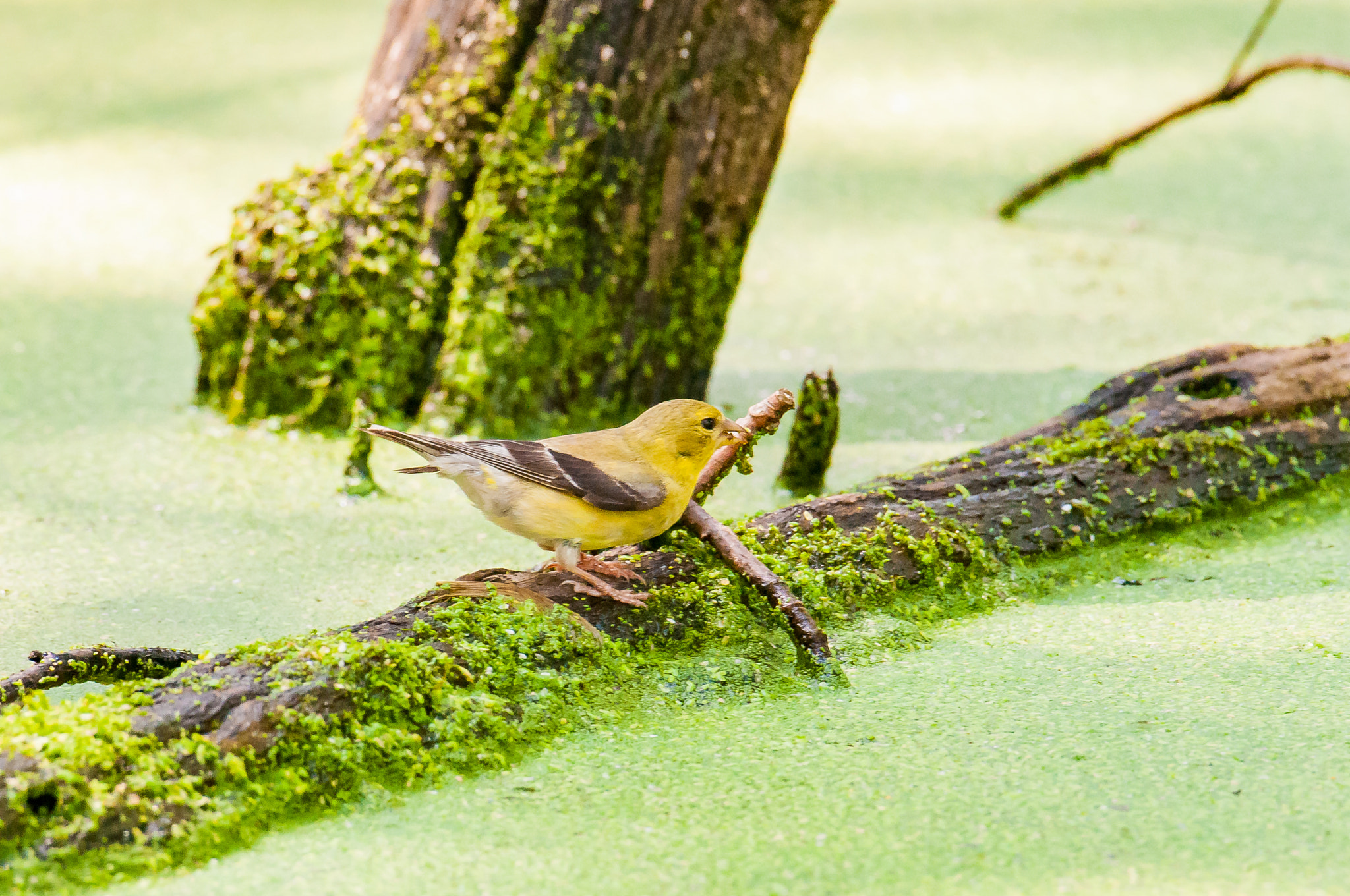 Nikon AF-S Nikkor 200-500mm F5.6E ED VR sample photo. Goldfinch on a stick photography