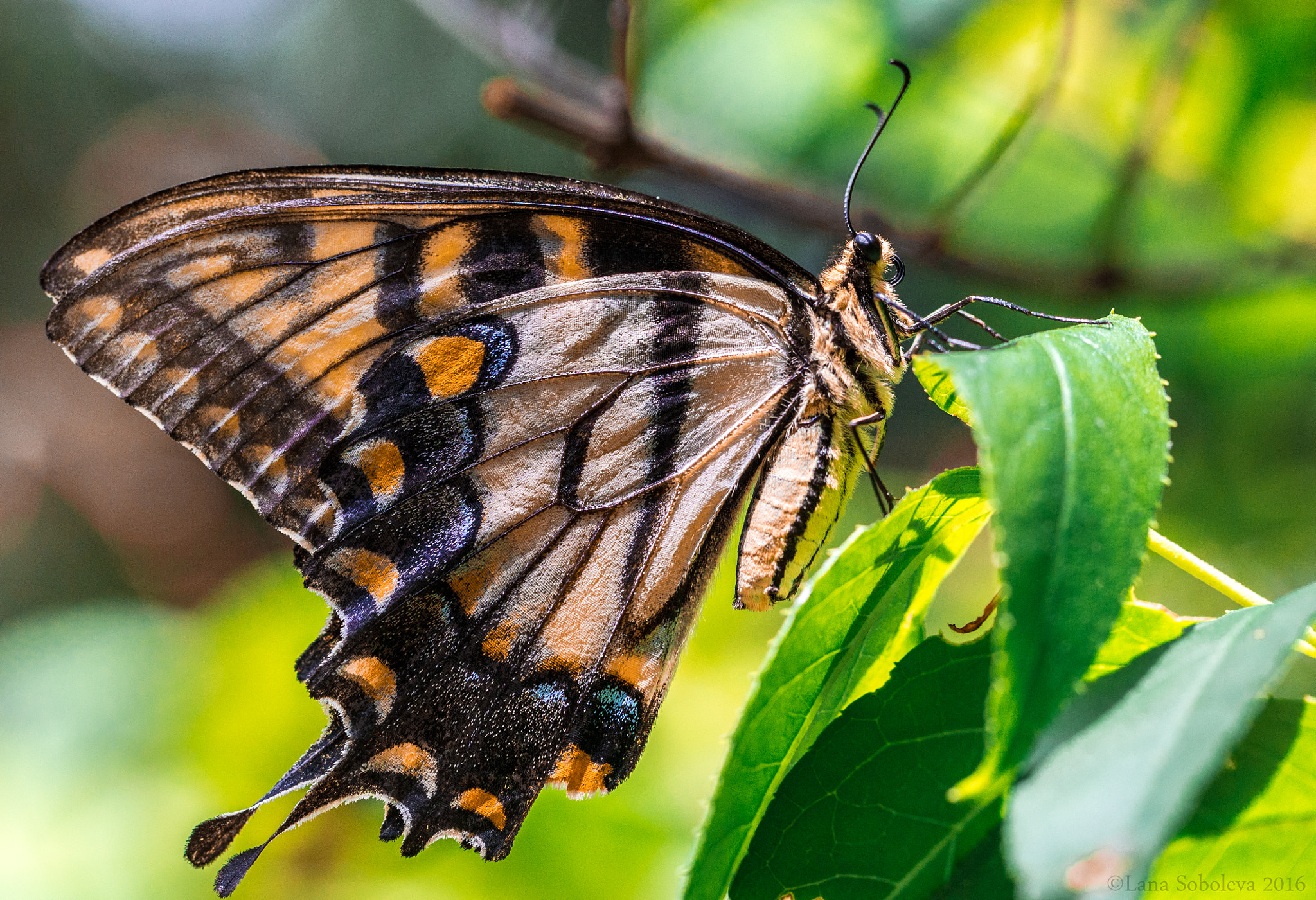 Canon EF 100mm F2.8L Macro IS USM sample photo. Eastern tiger swallowtail photography